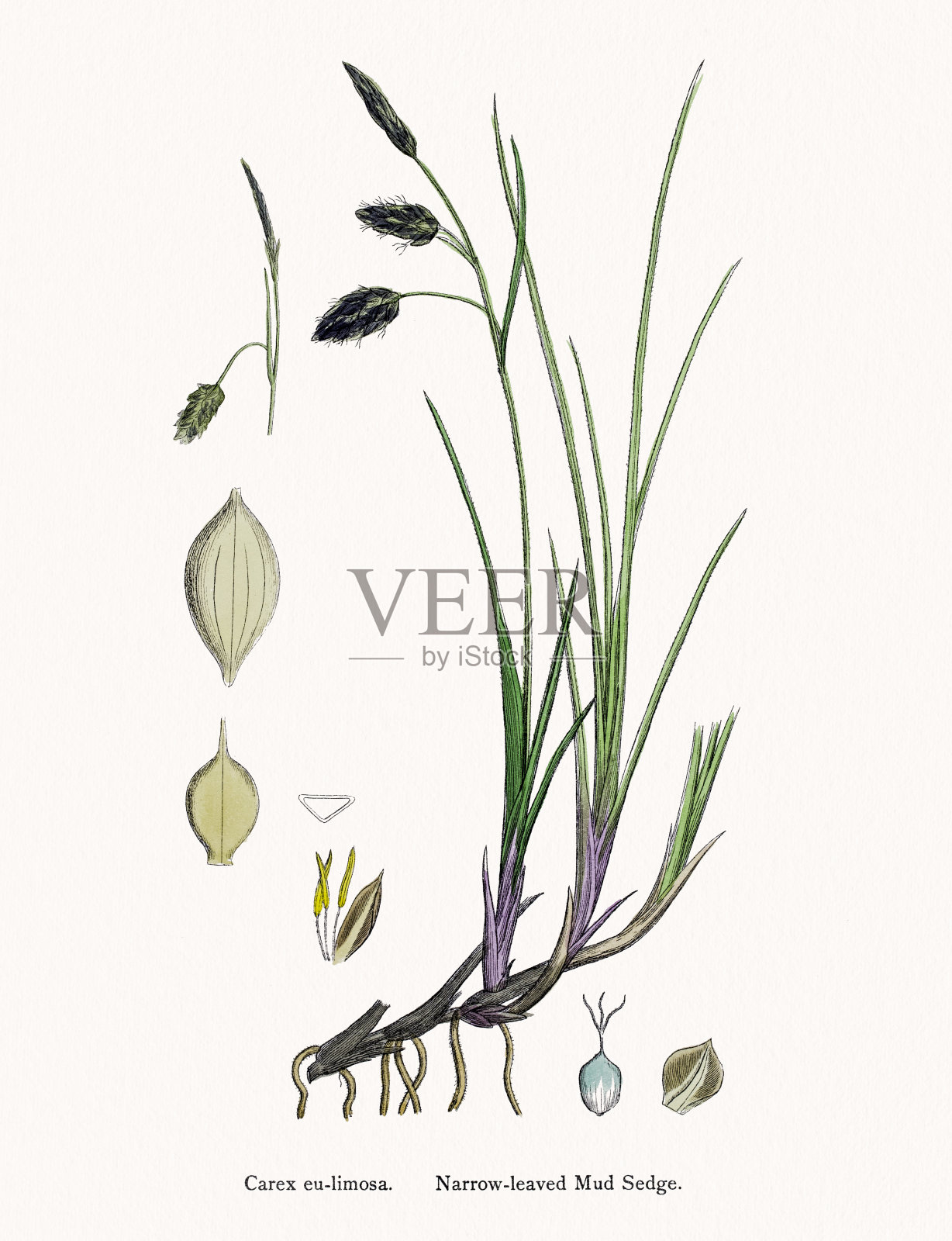 药用莎草的地下茎插画图片素材