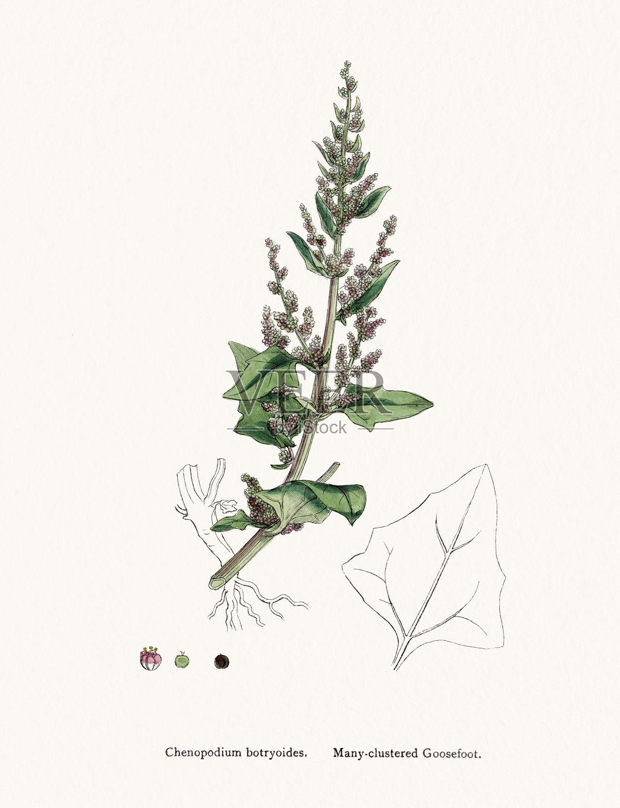 藜草，种子可食，与藜麦相近插画图片素材