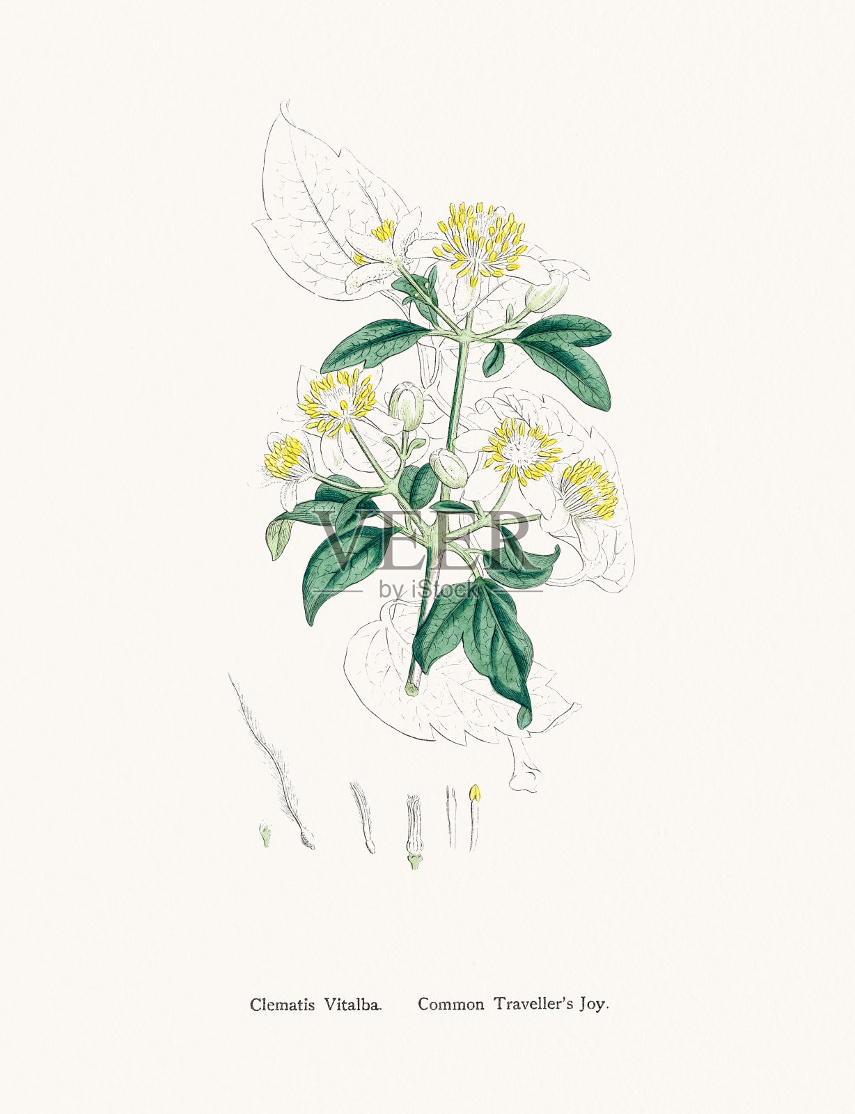 铁线莲或旅行者的喜悦药用顺势植物插画图片素材