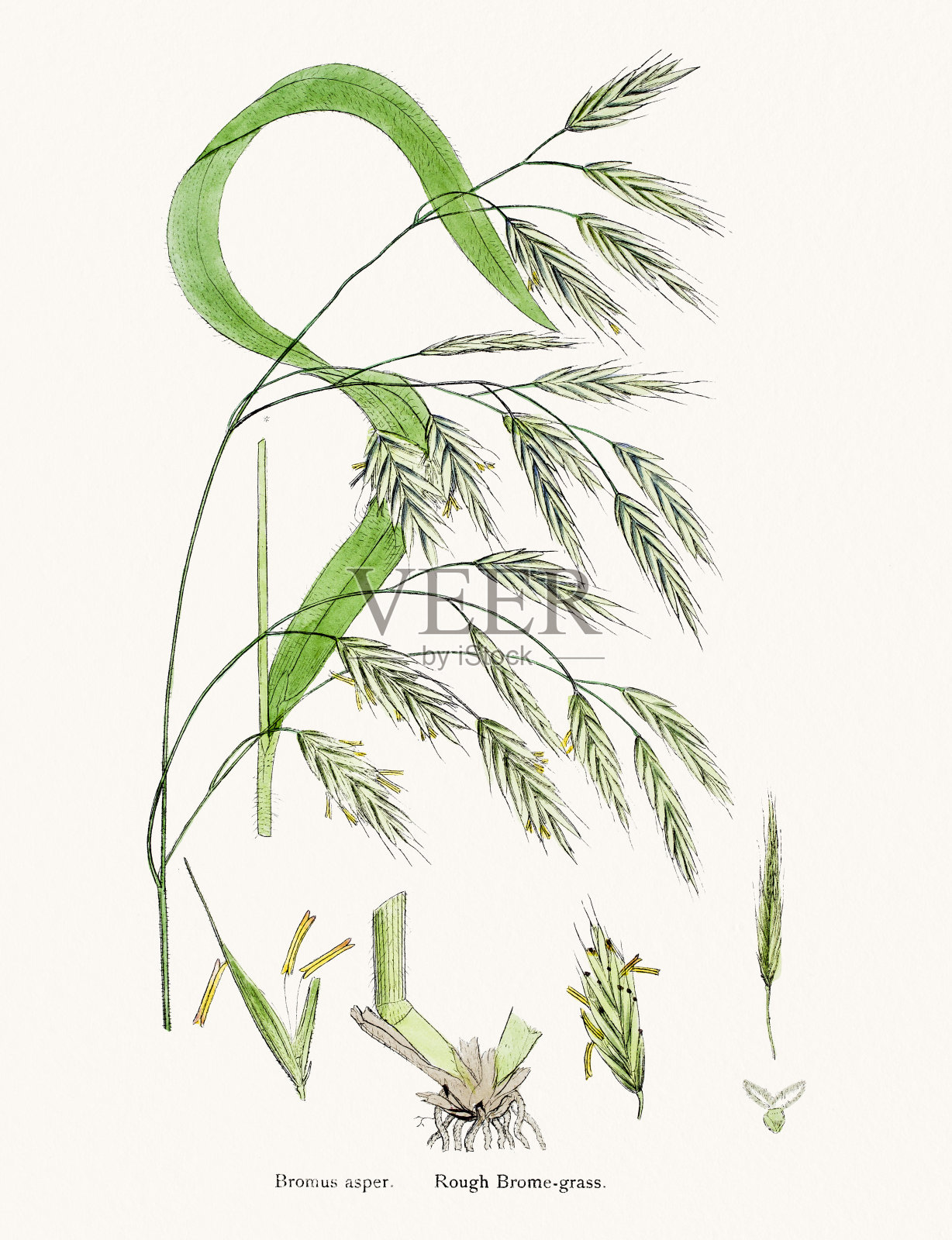 雀稗躲避杂草插画图片素材