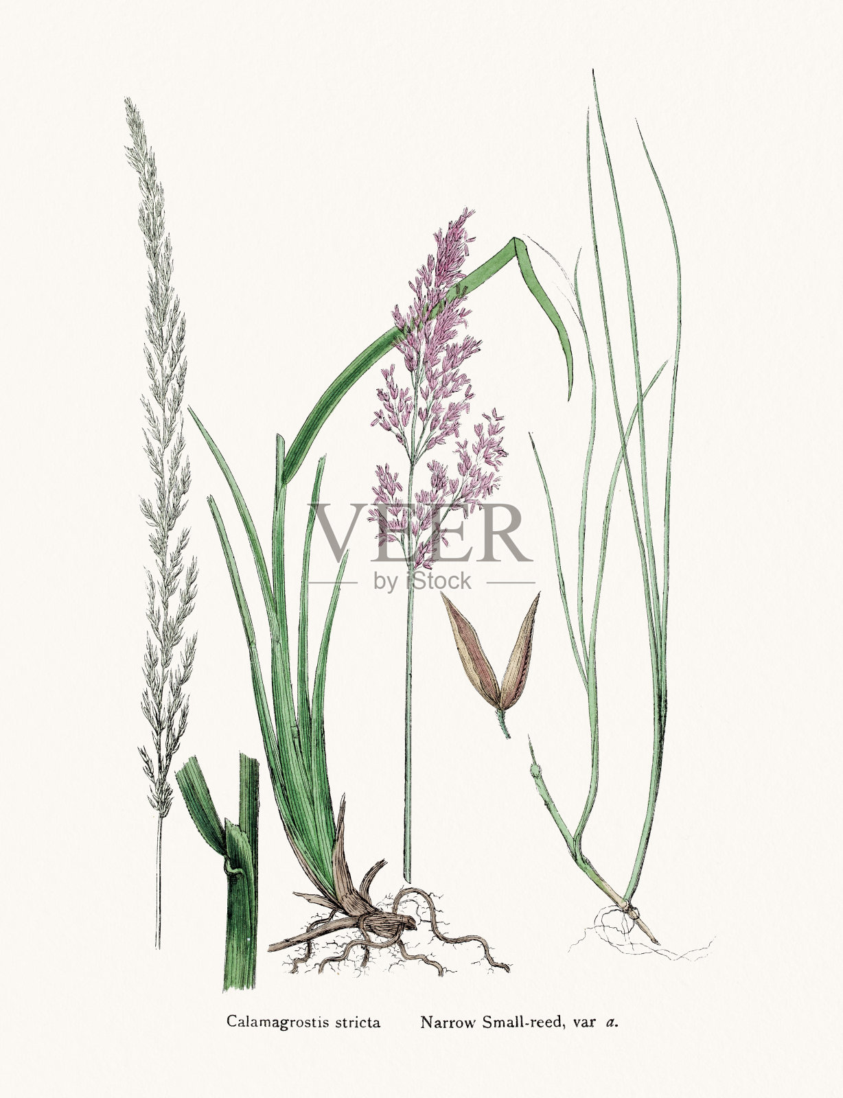 用于固定沙丘的小芦苇草插画图片素材