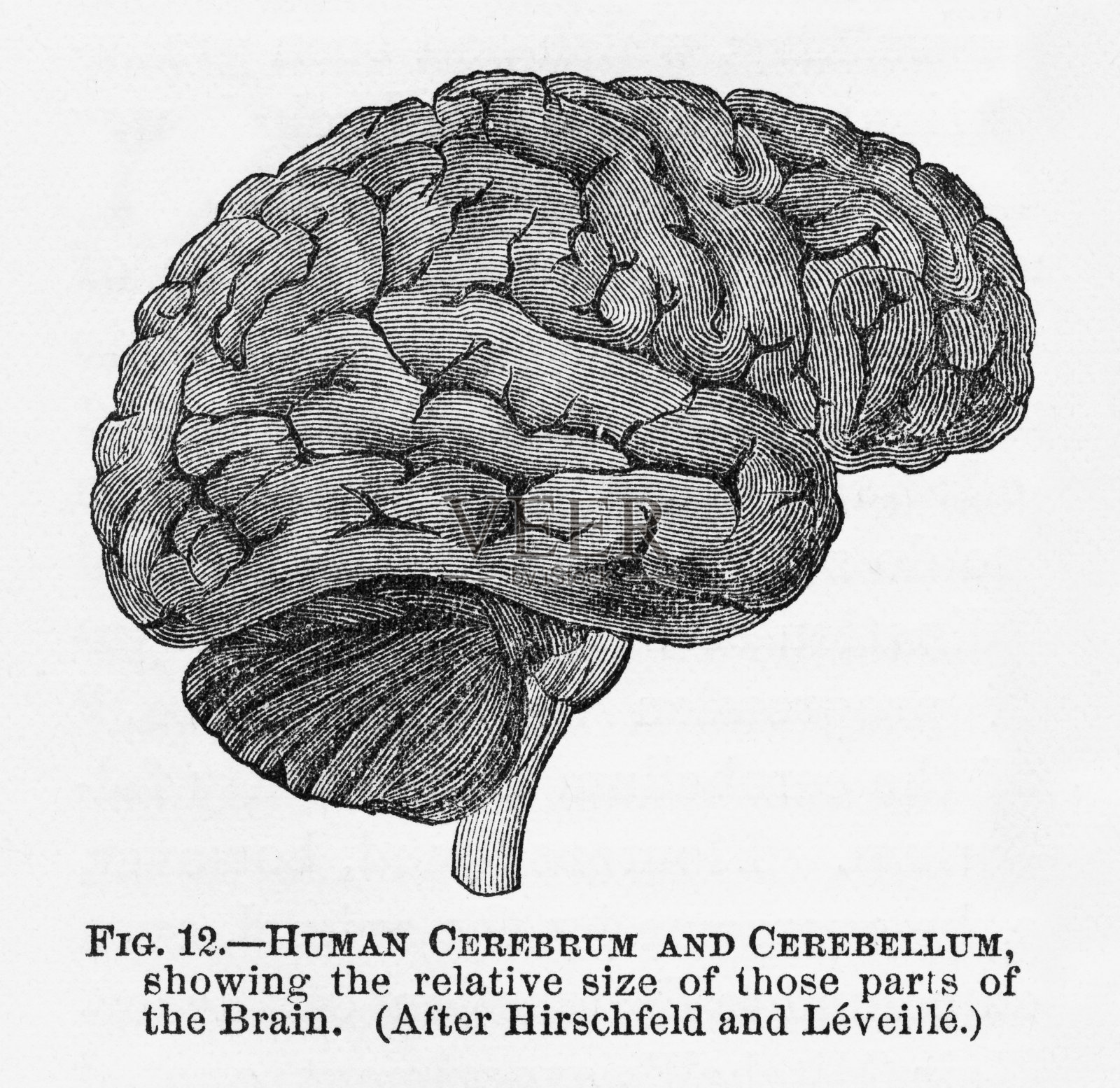 人类大脑和小脑雕刻插图，大约1880年设计元素图片
