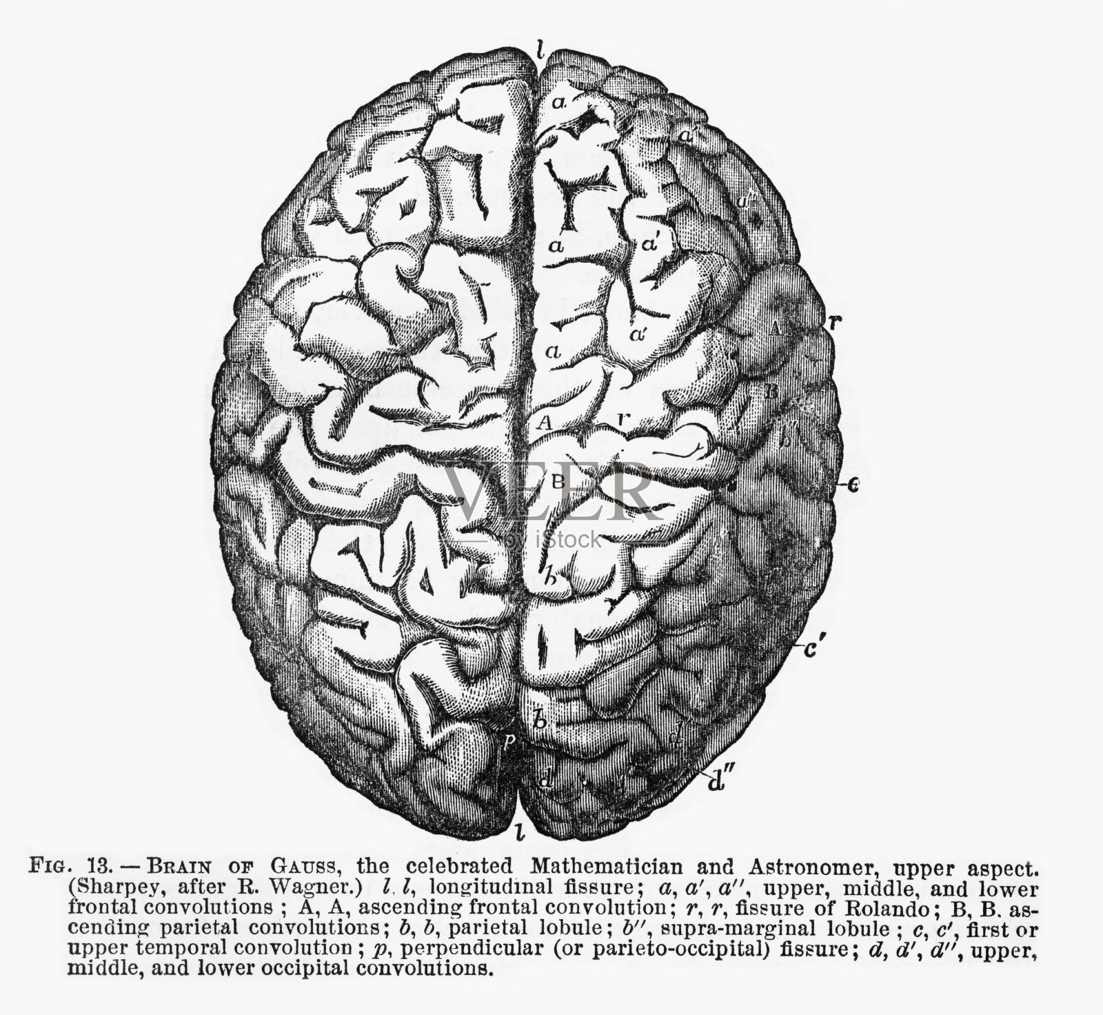 白色上分离的人脑雕刻插图，大约1880年设计元素图片