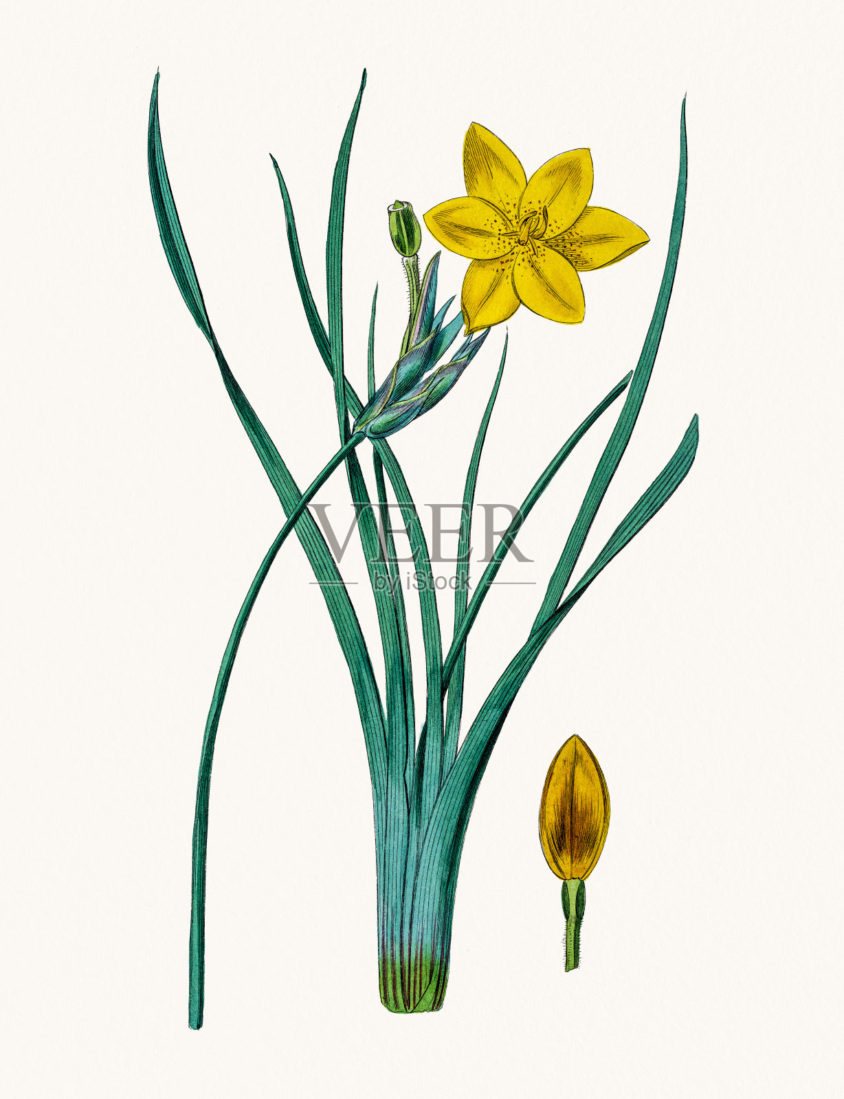 虹膜花插画图片素材