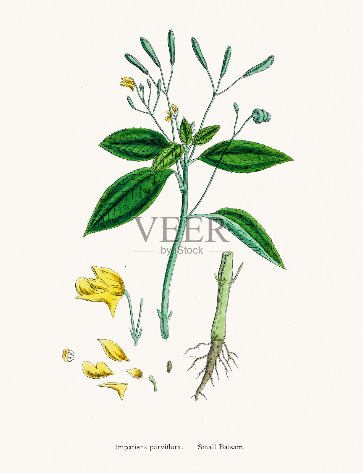 小香脂碰我不花设计元素图片