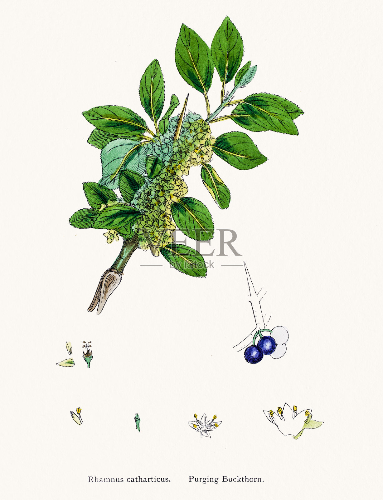 泻鼠李用于医药和死亡插画图片素材