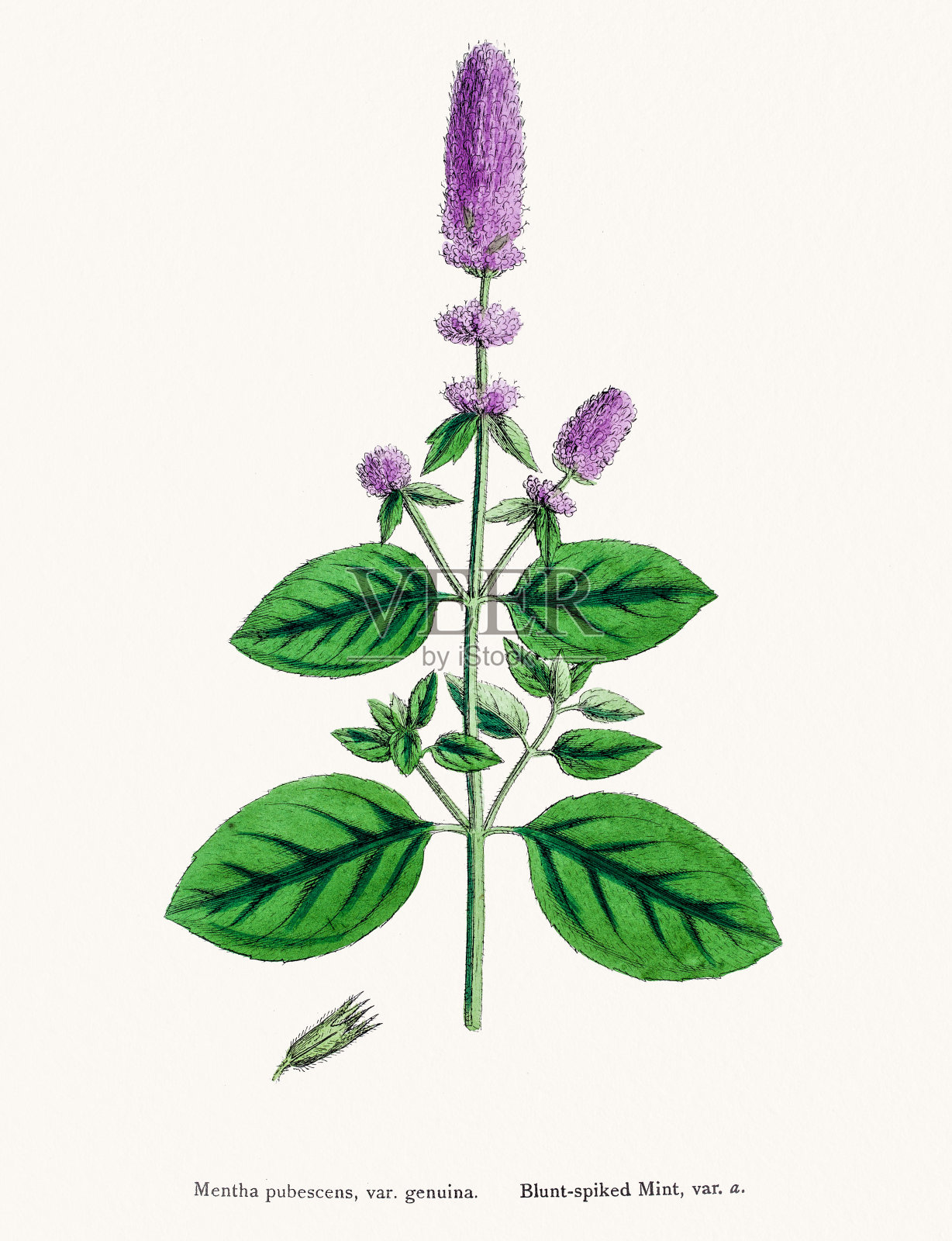 薄荷厂设计元素图片