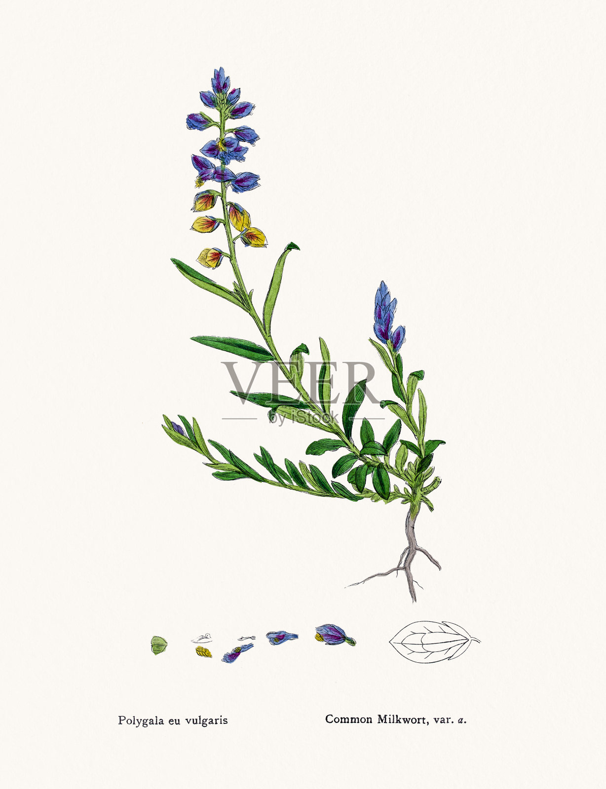 远志设计元素图片