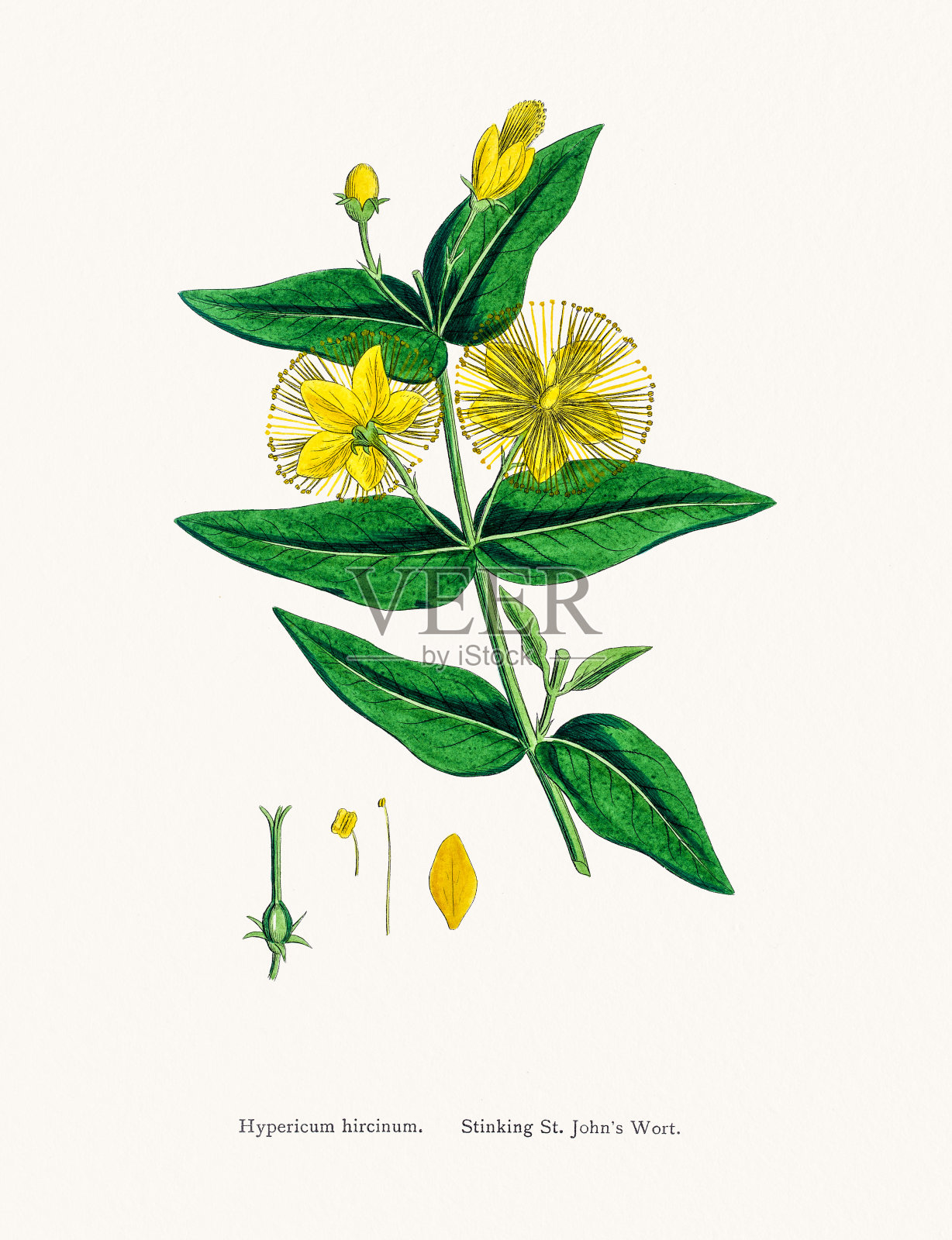 圣约翰草药用抗抑郁植物插画图片素材