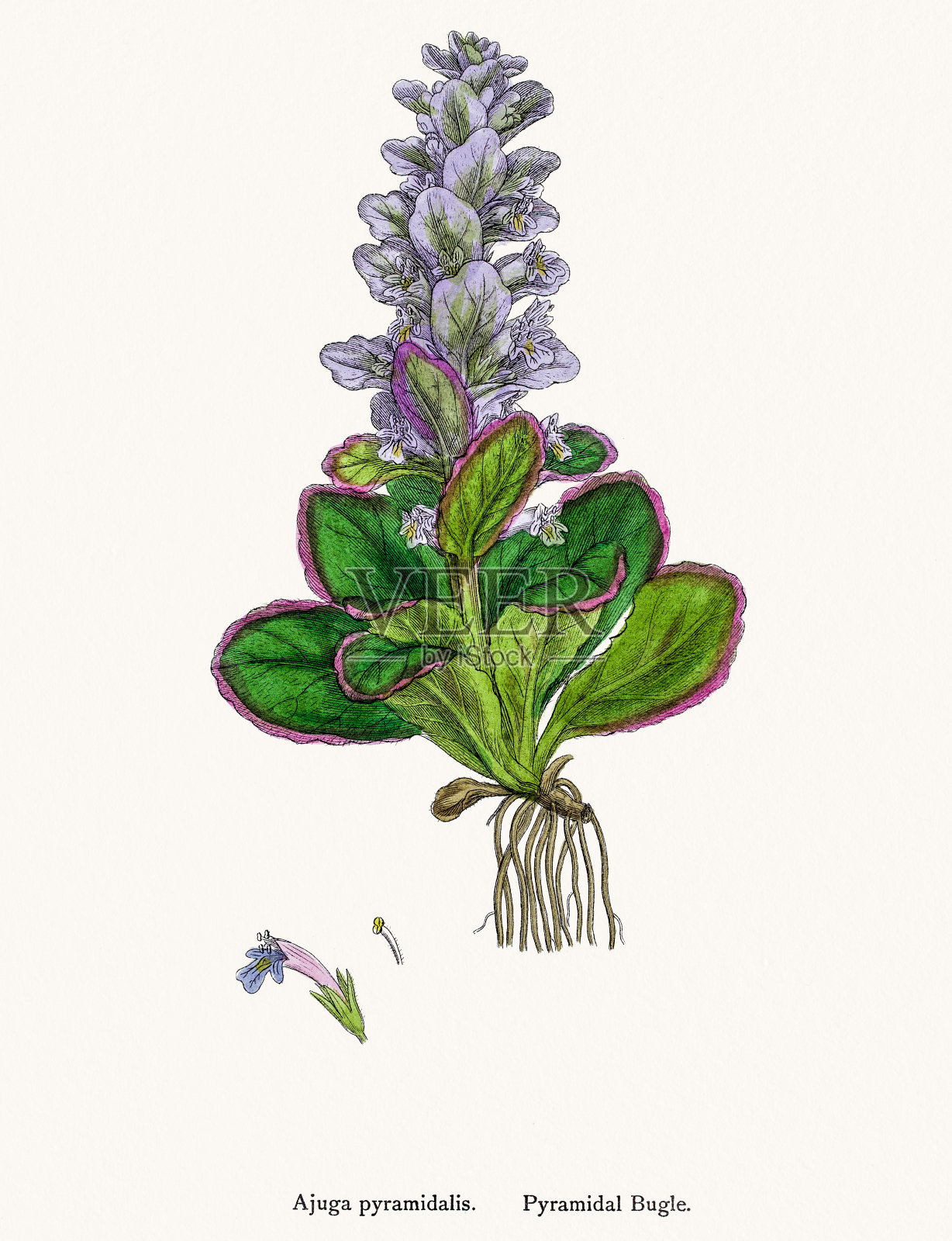 锥体让步植物插画图片素材