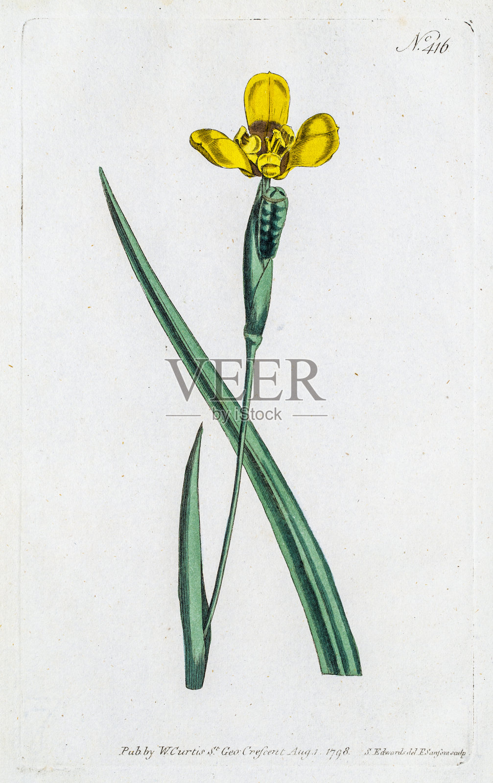 黄色的虹膜花设计元素图片