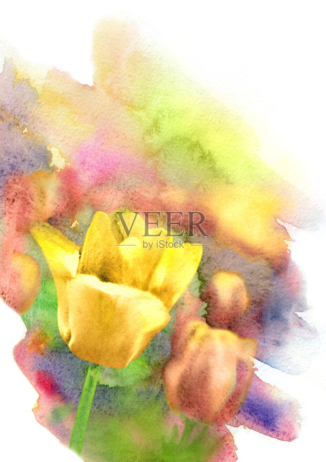 黄色的水彩郁金香插画图片素材