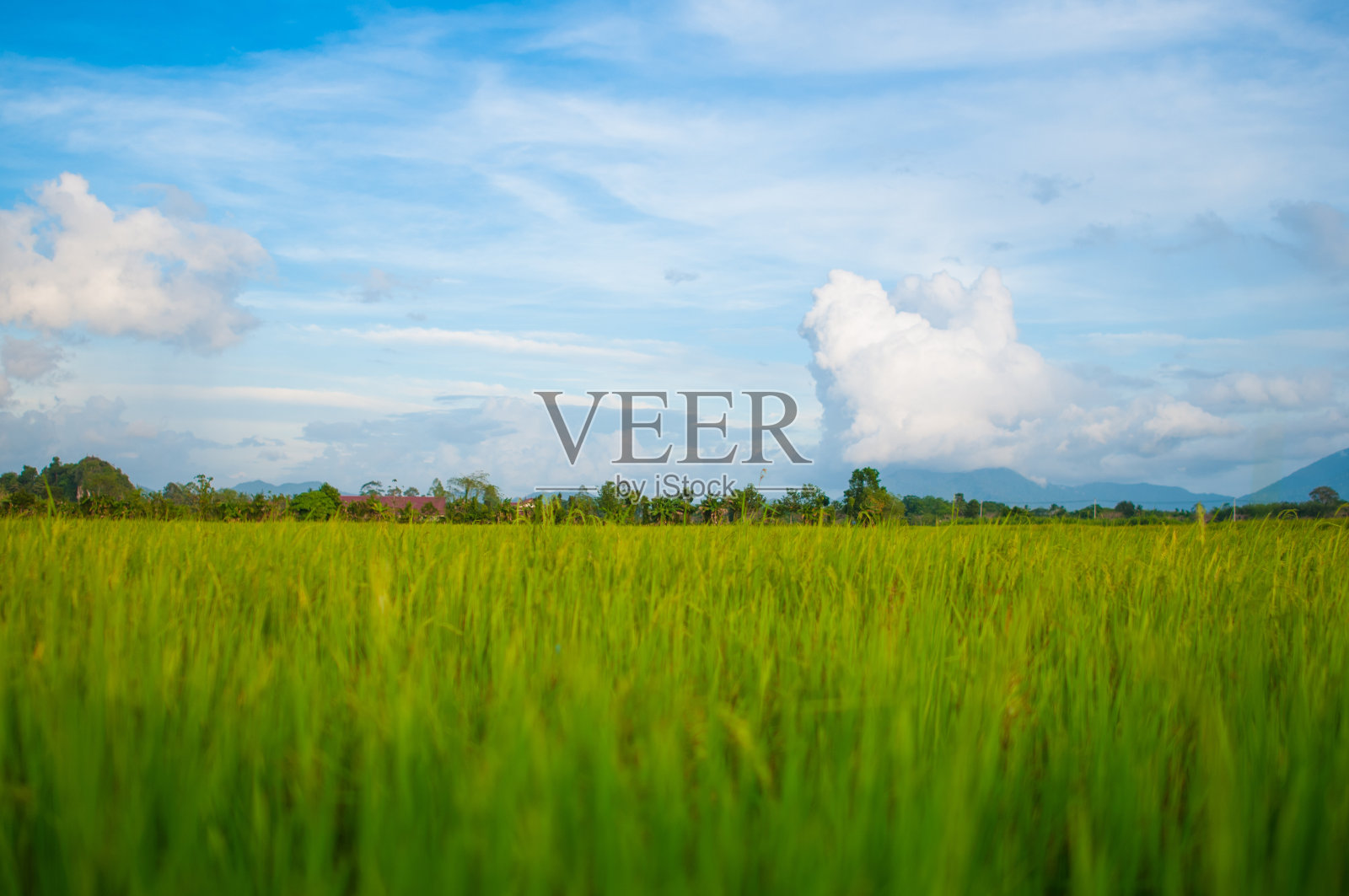 傍晚天空下的绿色稻田照片摄影图片