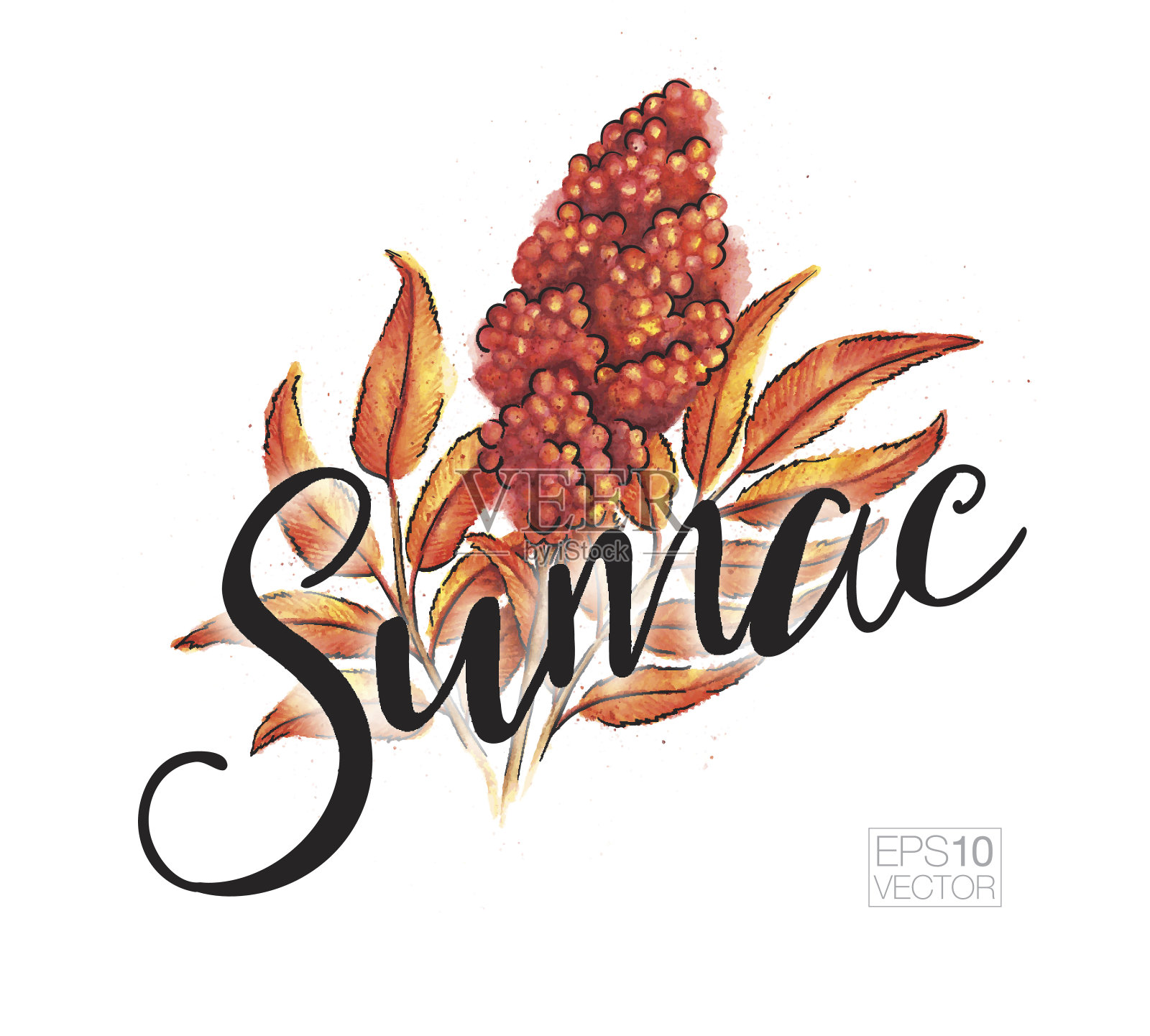 矢量水彩插图的漆树在秋天的颜色与文本插画图片素材