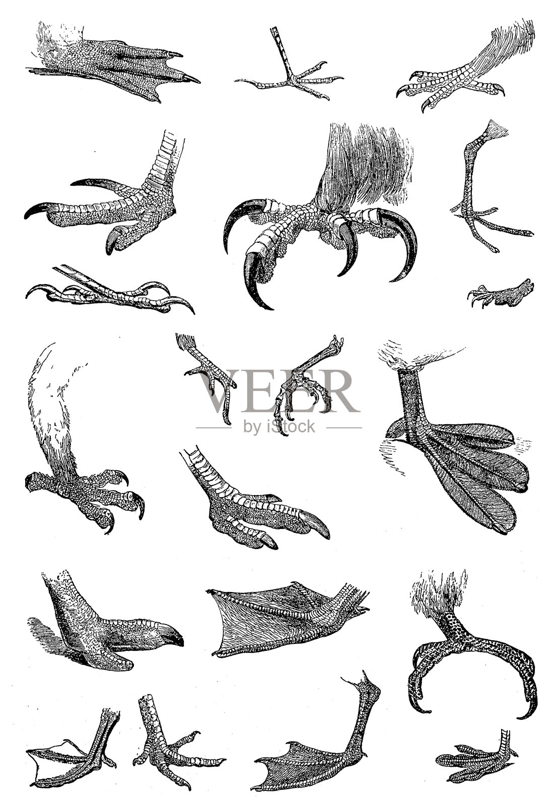 各种鸟的脚插画图片素材