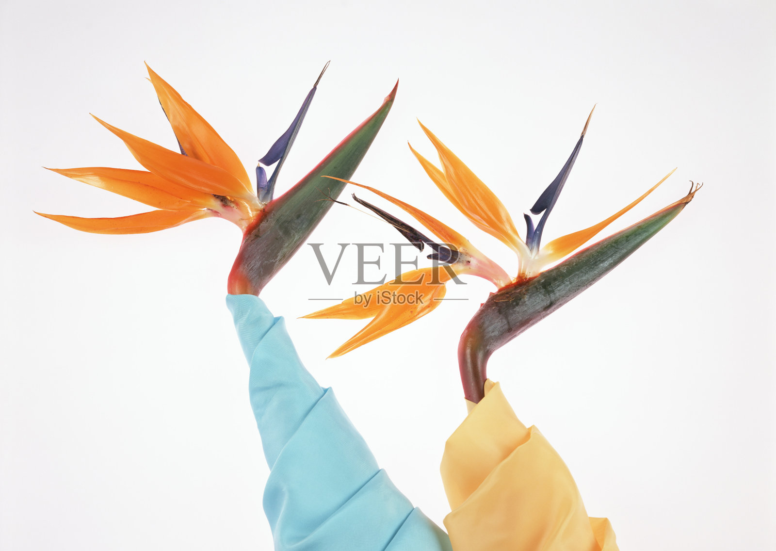 花照片摄影图片