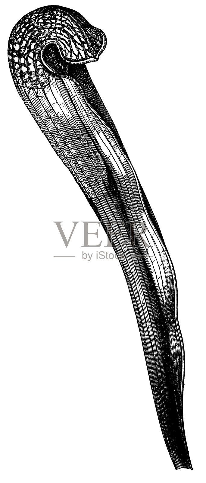 冠猪笼草照片摄影图片