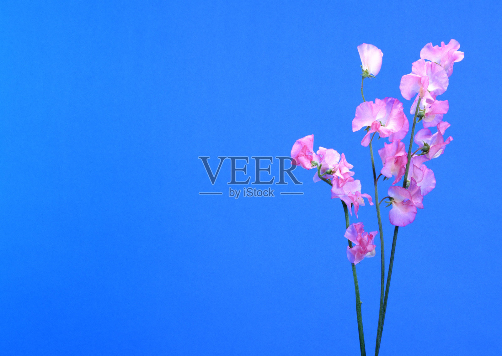 汗湿豌豆照片摄影图片