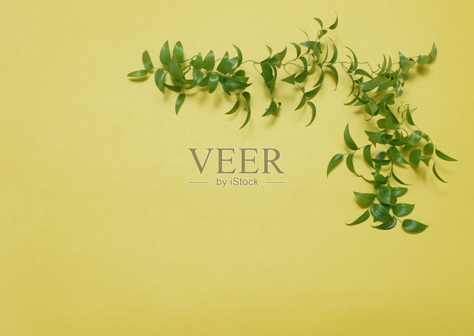 叶照片摄影图片