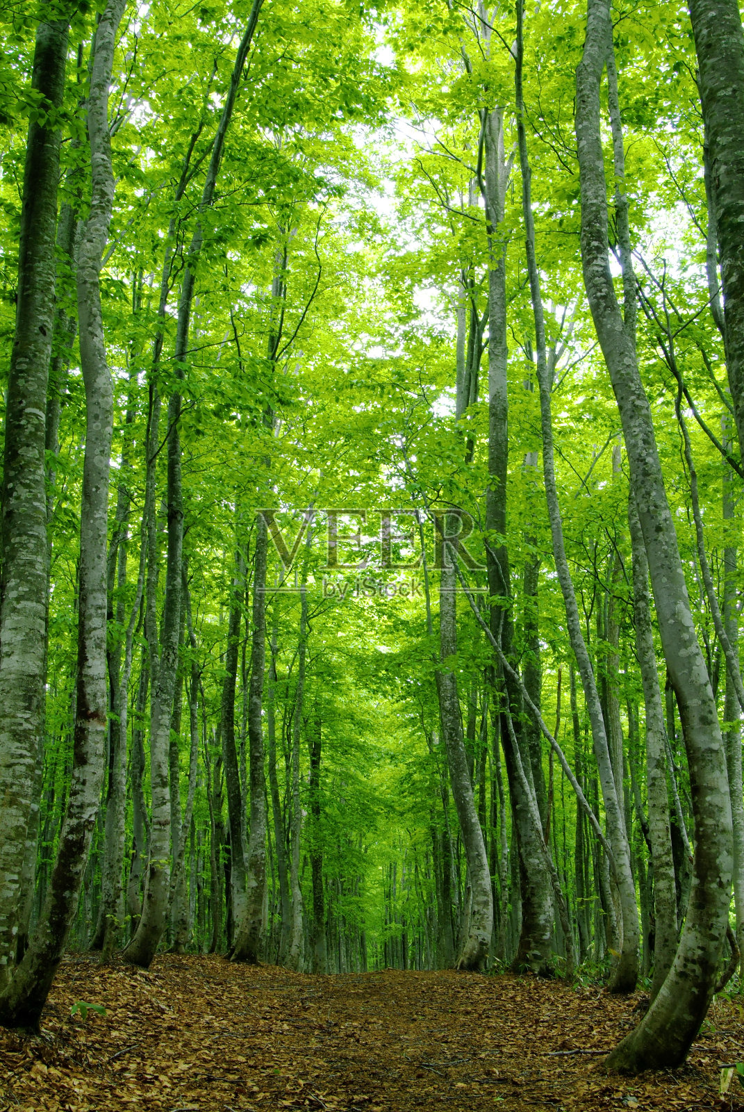 山毛榉森林小径照片摄影图片