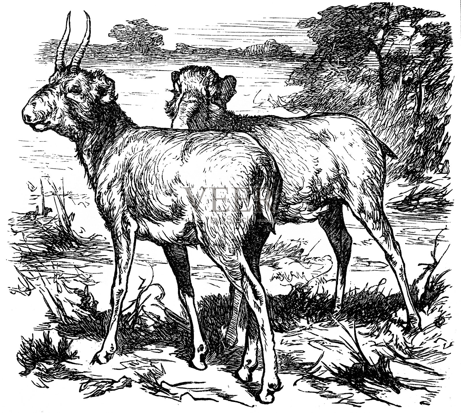 高鼻羚羊(赛加羚羊tatarica)插画图片素材