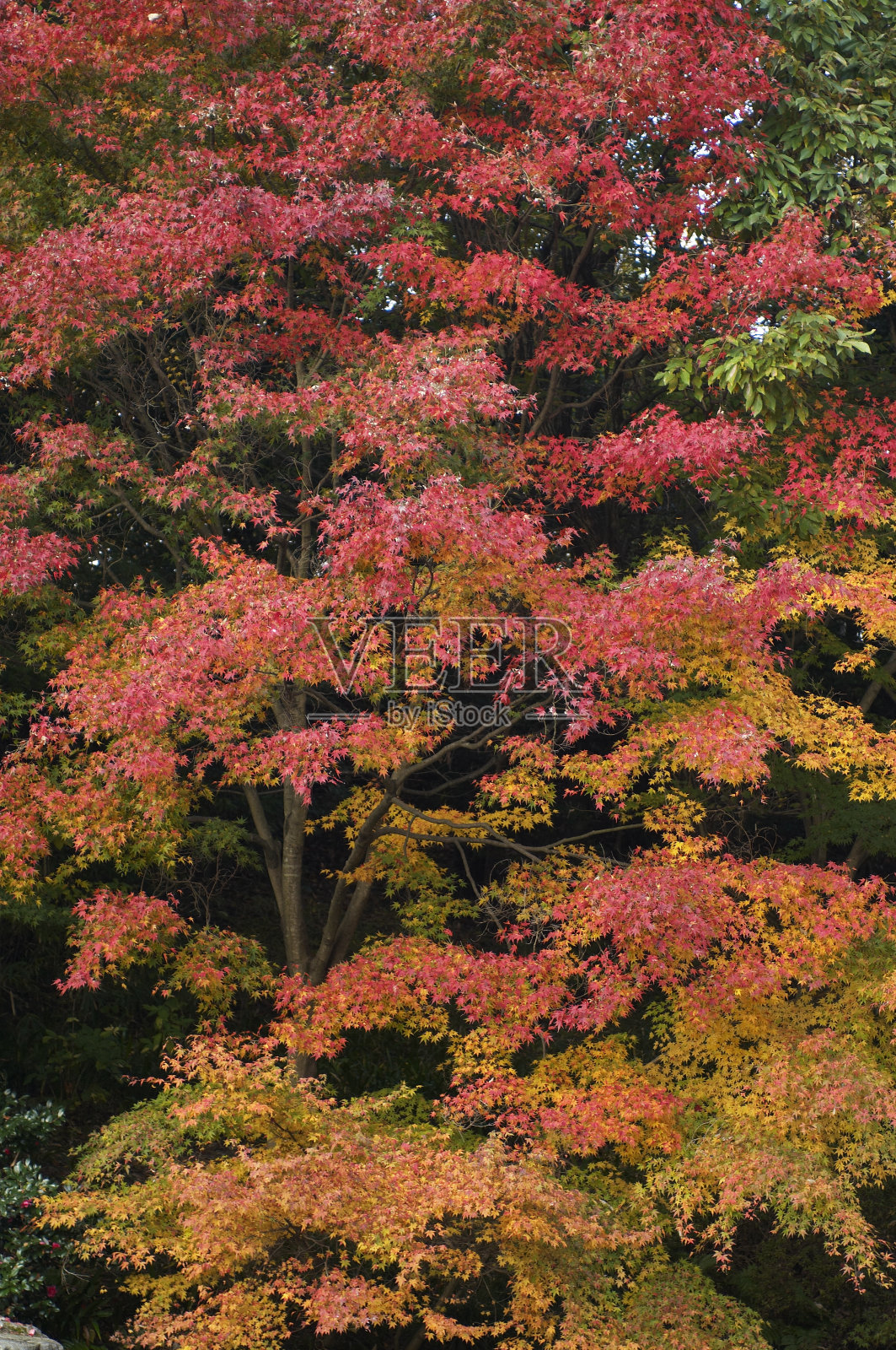 秋天的落叶照片摄影图片