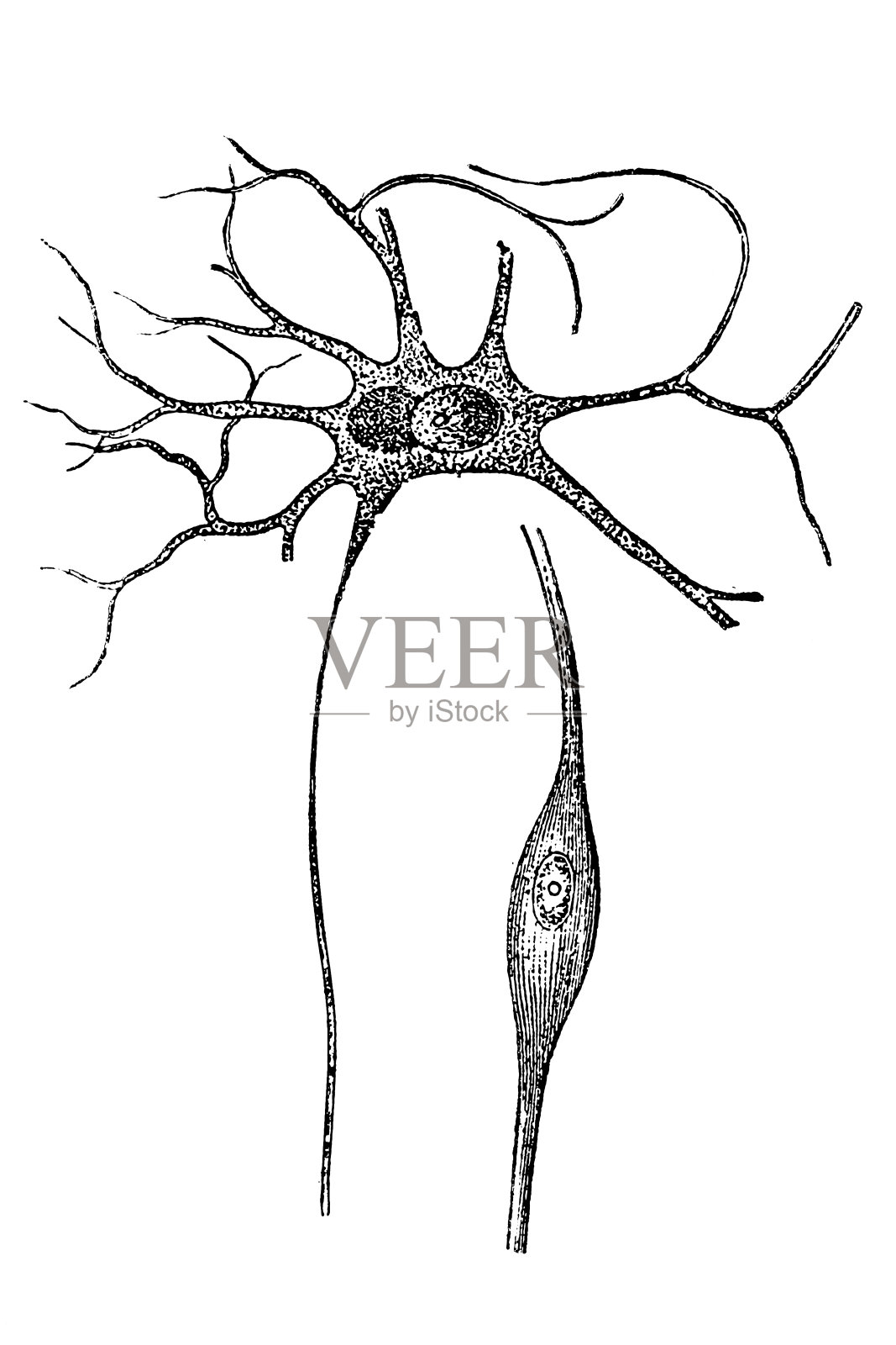 导管细胞照片摄影图片