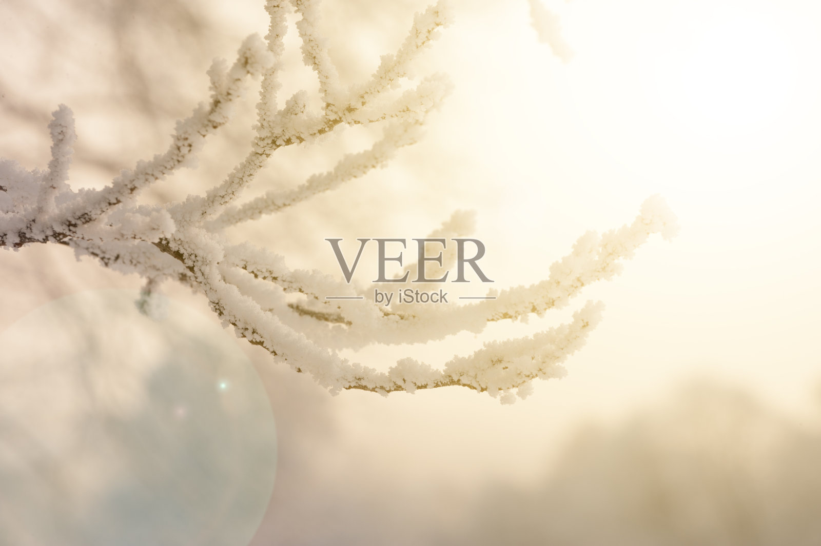 树在日落。冬天的雪照片摄影图片