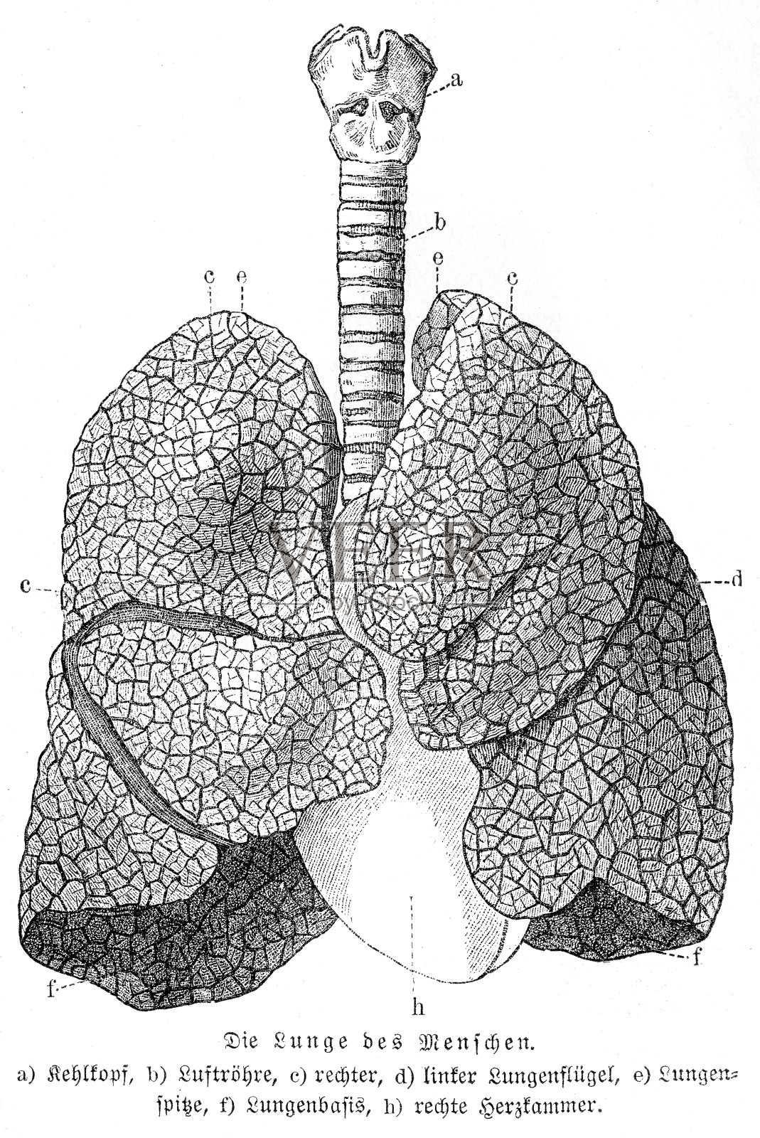 肺解剖雕刻1857年插画图片素材