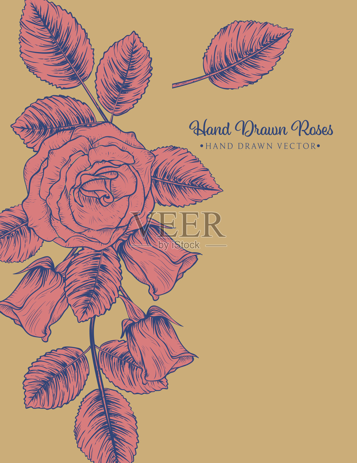 植物玫瑰邀请模板插画图片素材