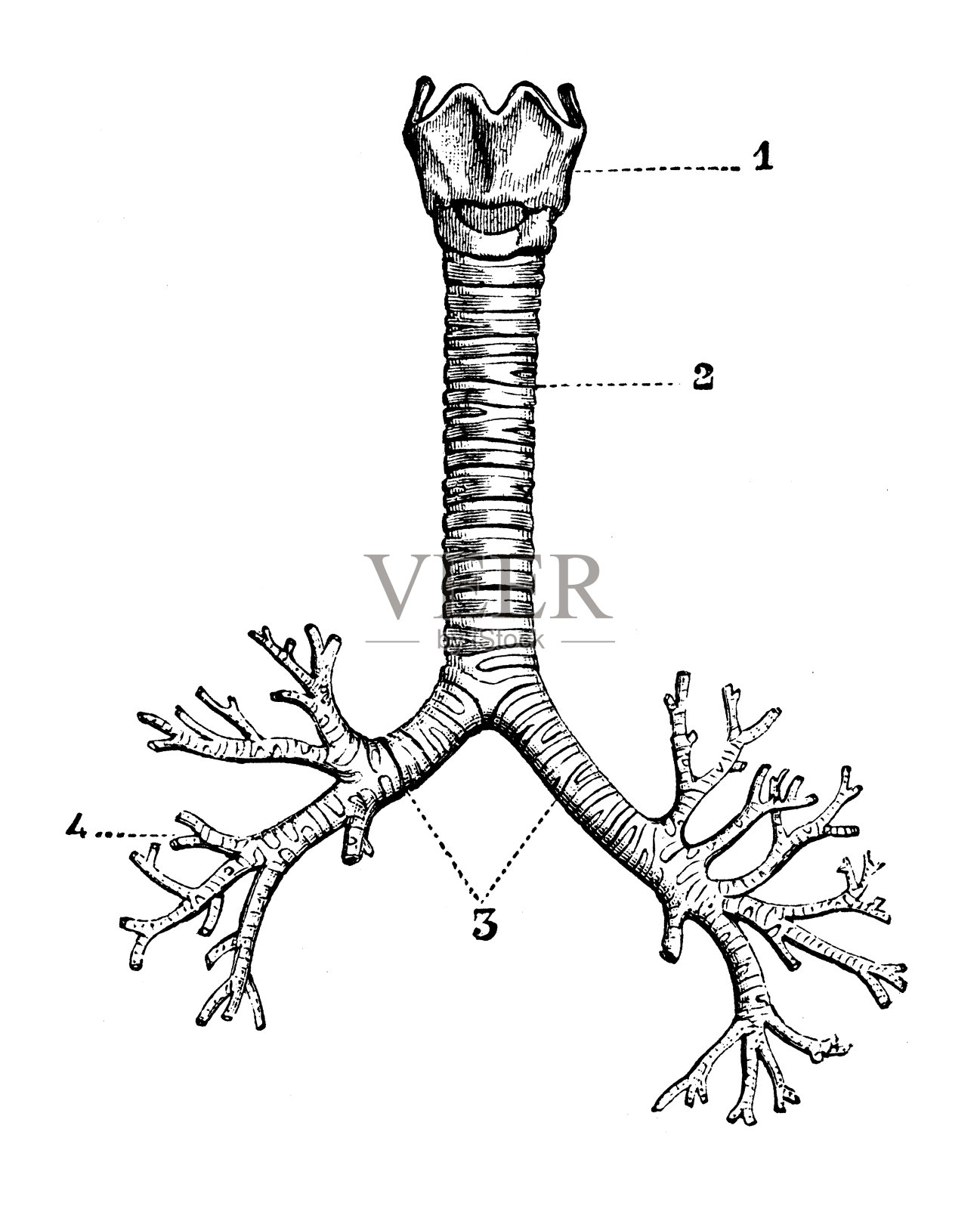 古董雕刻插图:喉，气管和支气管插画图片素材