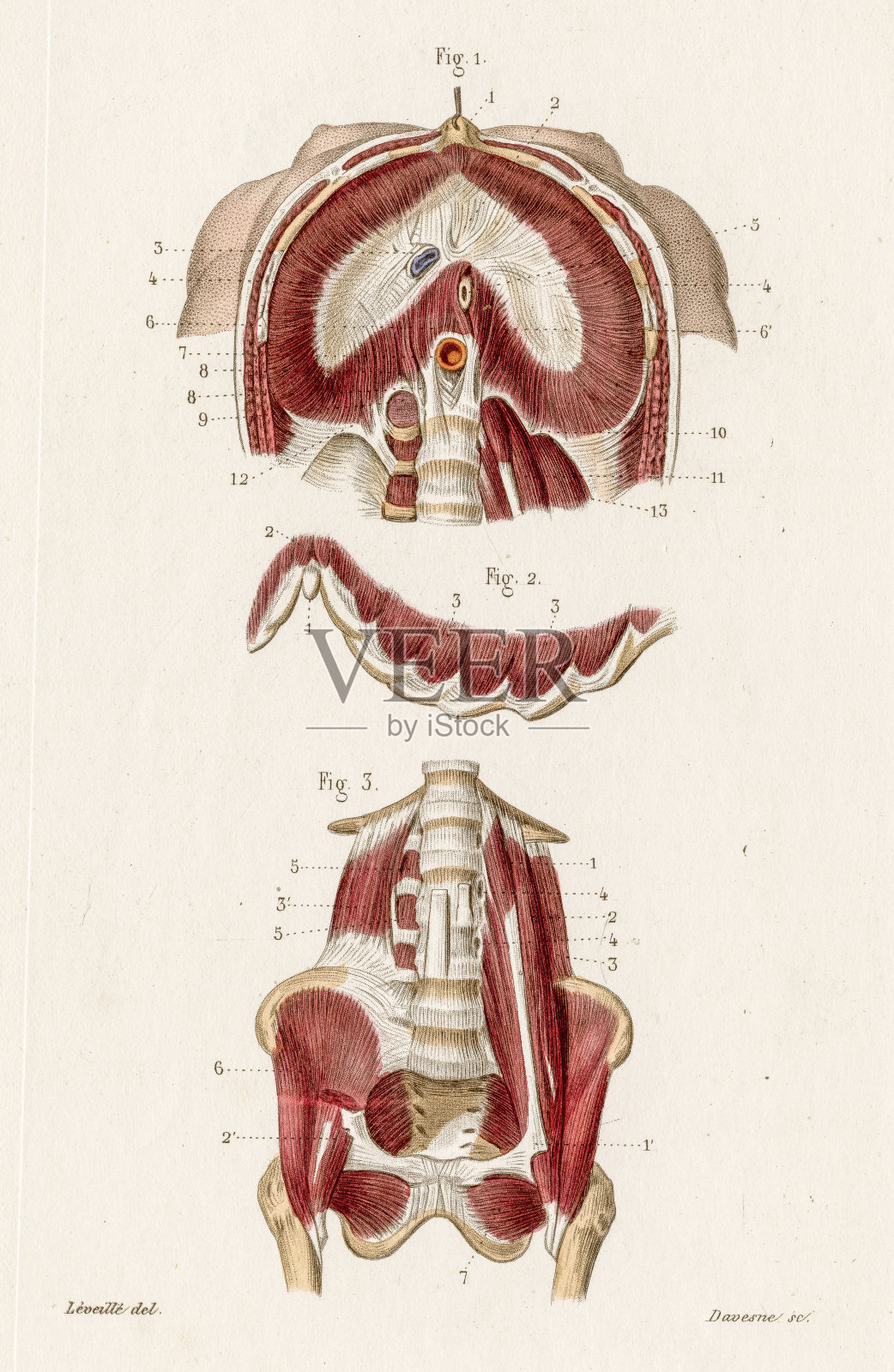横膈膜腰椎解剖学雕刻1886插画图片素材