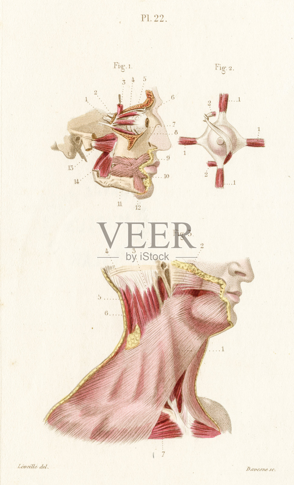 Sterno乳突解剖学雕刻1886年插画图片素材