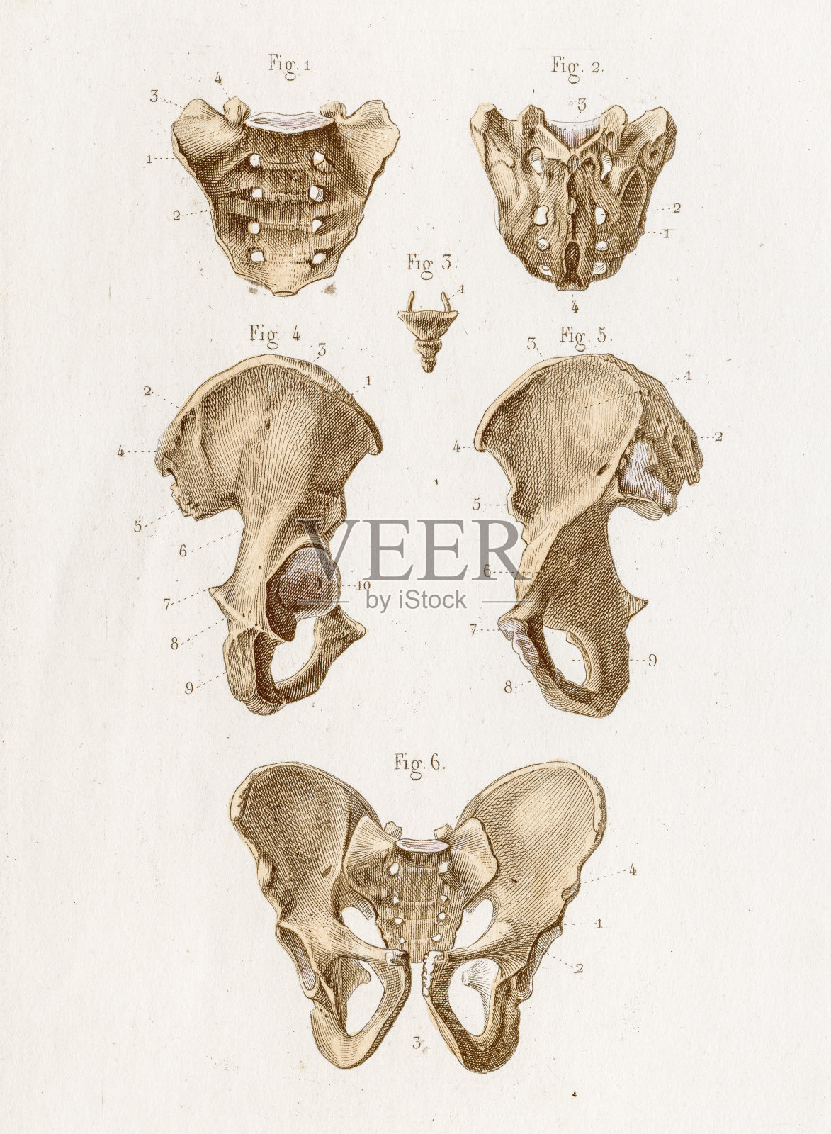 骶骨解剖雕刻1886年插画图片素材