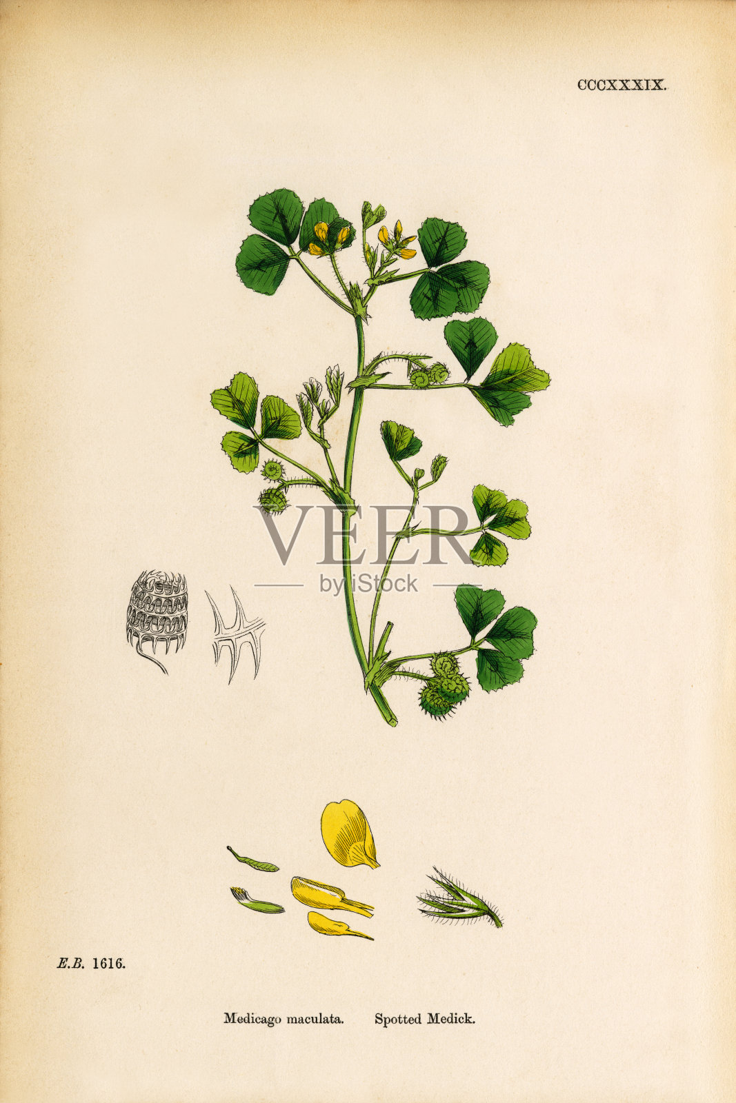 斑点医生，Medicago maculata，维多利亚植物学插图，1863插画图片素材