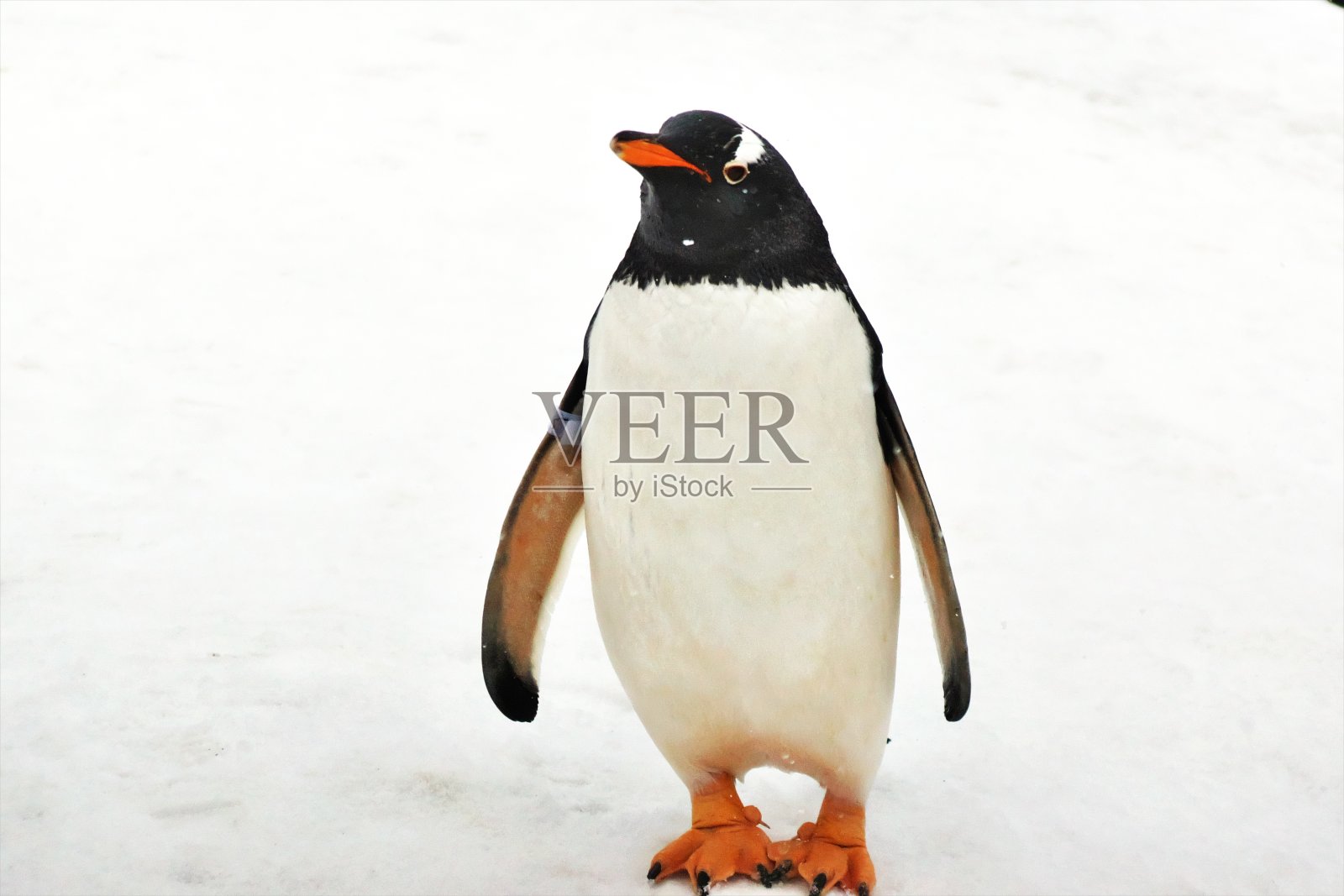 ペンギンのお散歩照片摄影图片