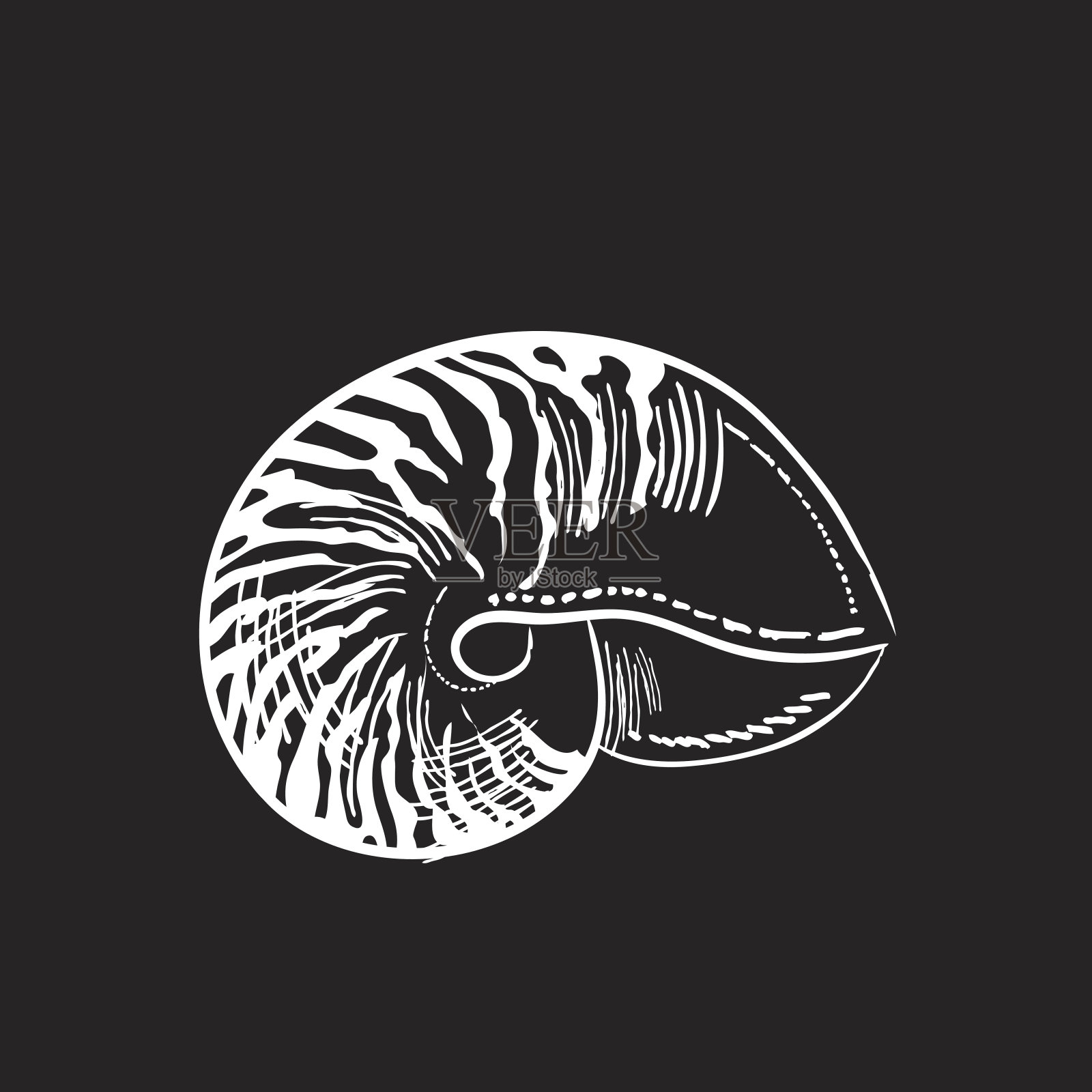 雕刻风格的海洋和航海元素-鹦鹉螺壳设计元素图片