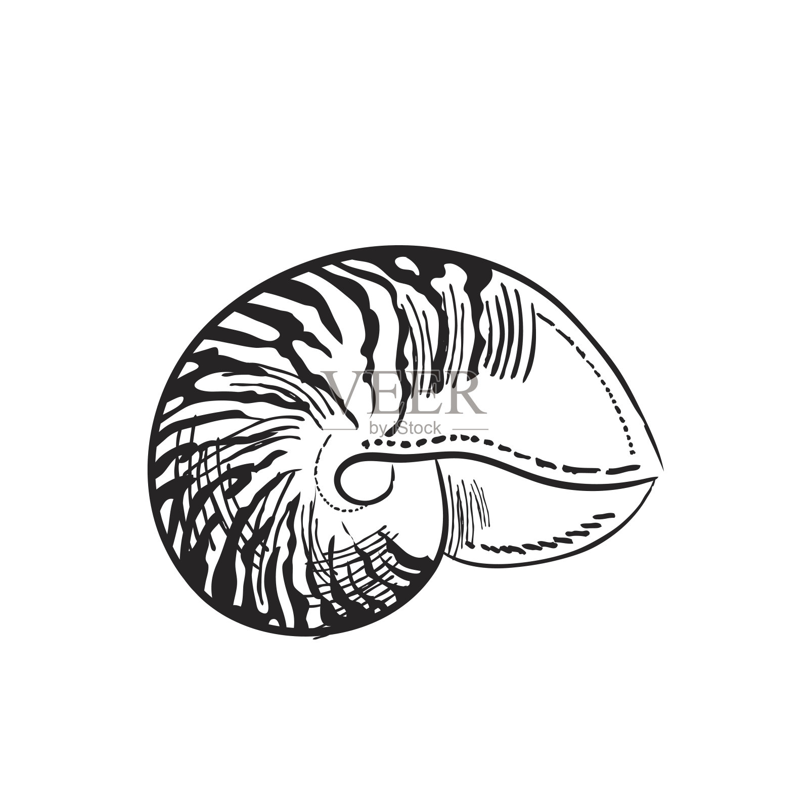 雕刻风格的海洋和航海元素-鹦鹉螺壳插画图片素材