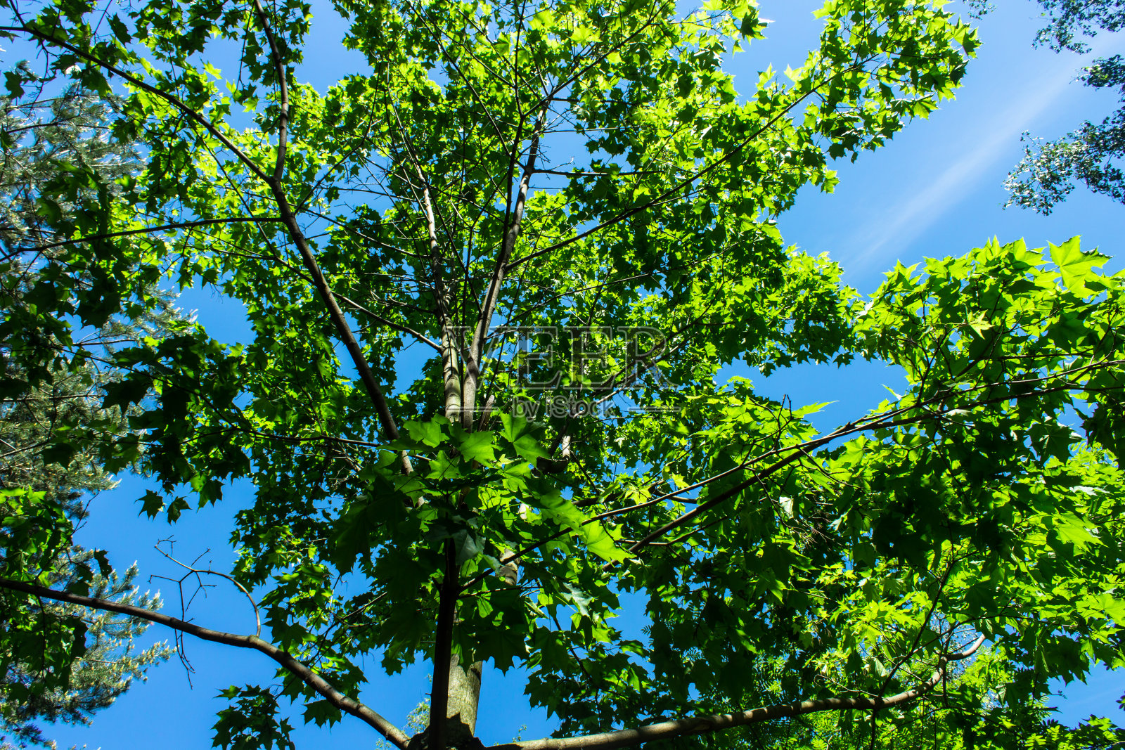 头顶的加拿大枫树在天空的背景照片摄影图片