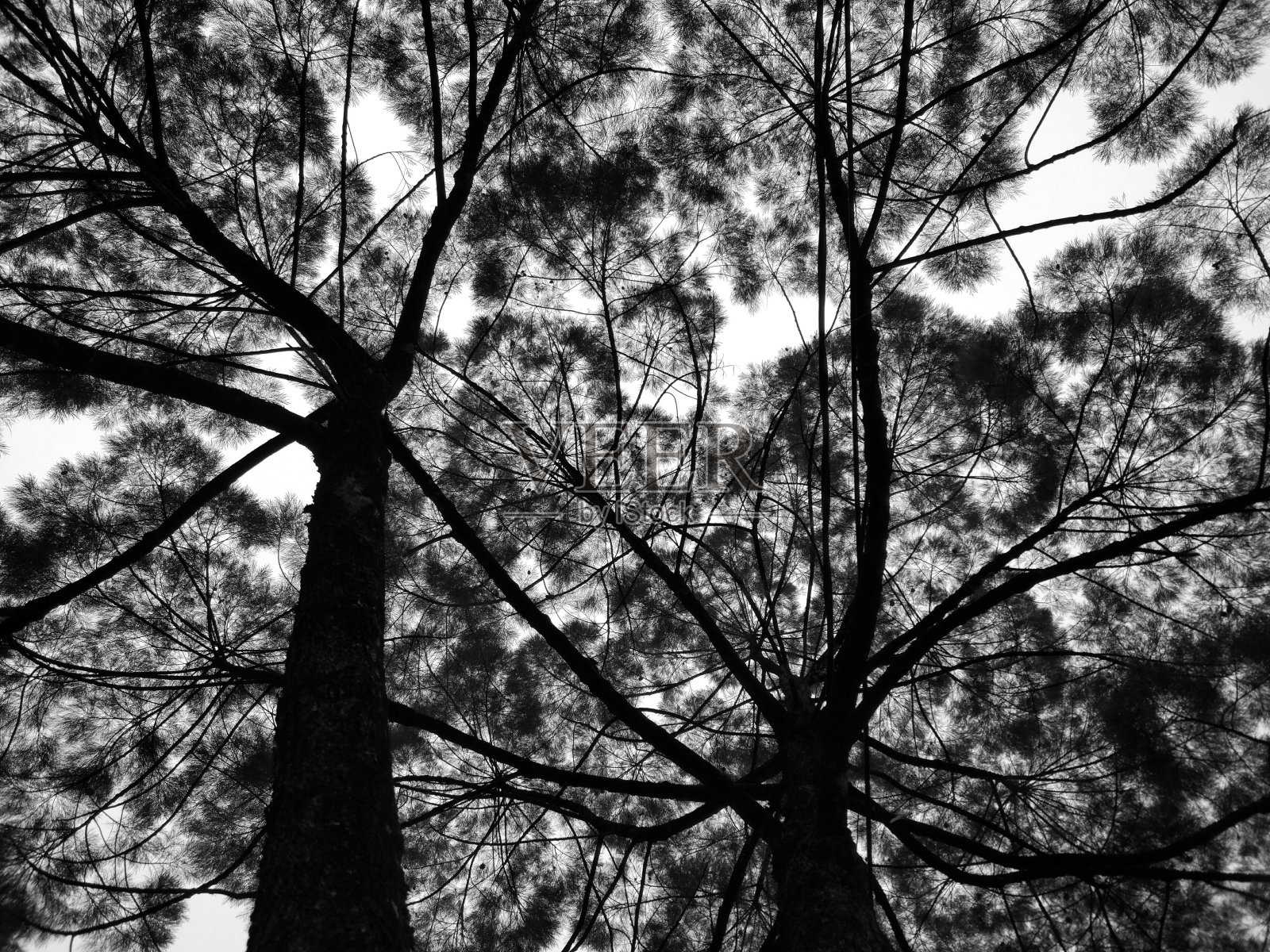 双树照片摄影图片