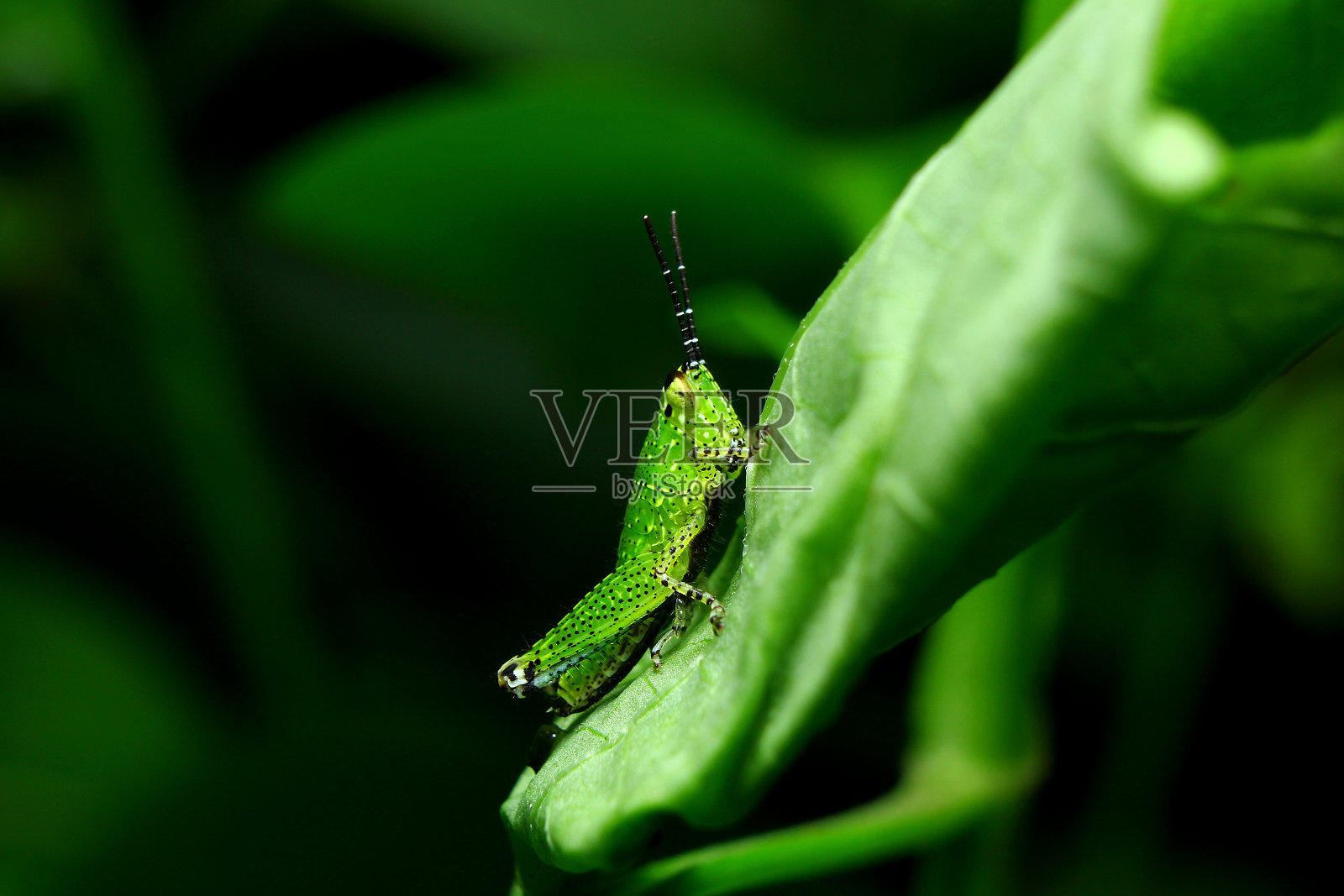 蚱蜢照片摄影图片