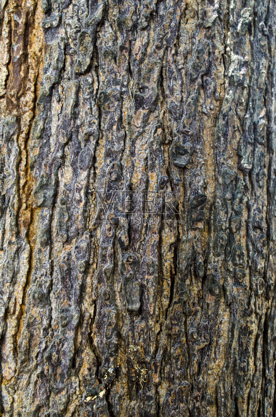 橡树的树皮照片摄影图片