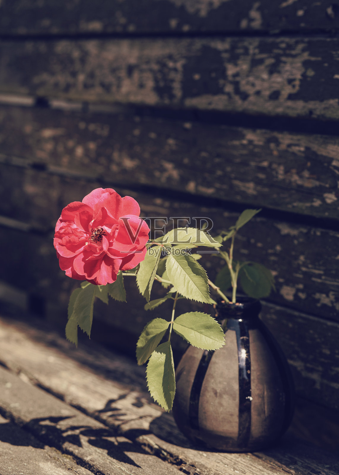 木背景上的花瓶里美丽的植物照片摄影图片