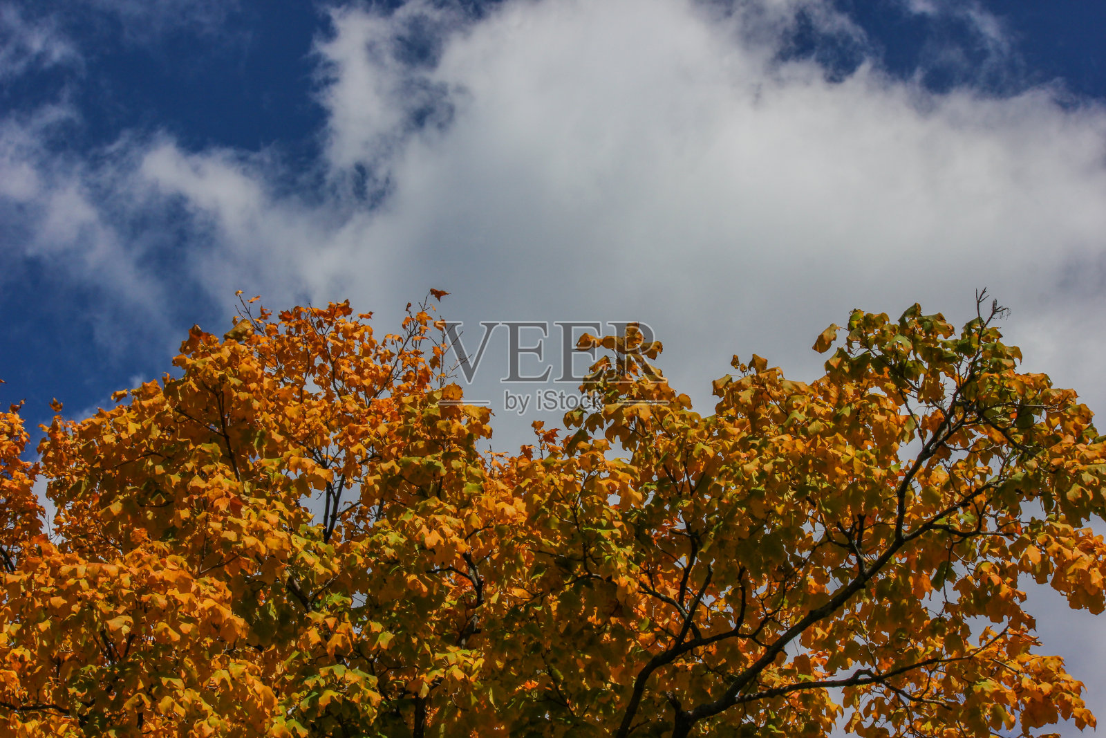 秋叶和蓝天照片摄影图片