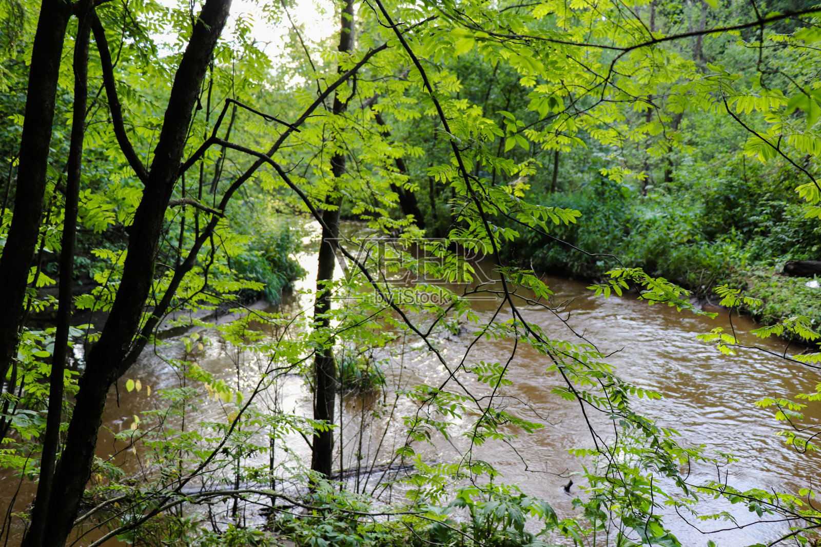 森林中的河流照片摄影图片