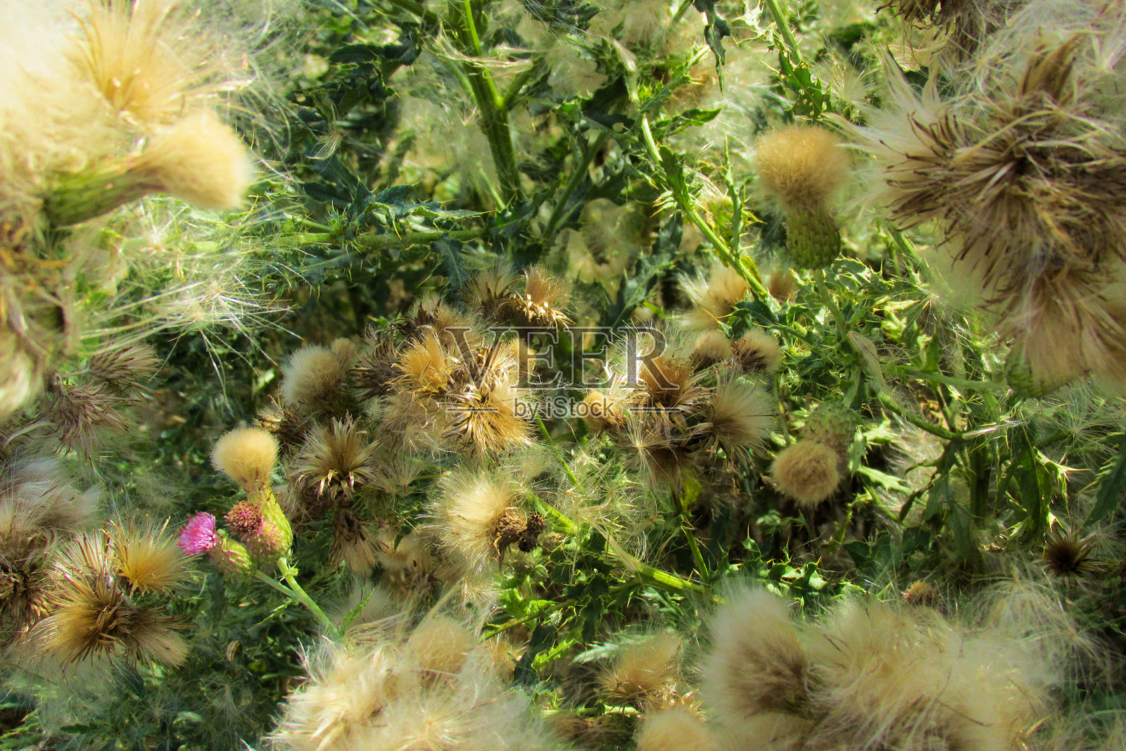 香槟农村照片摄影图片