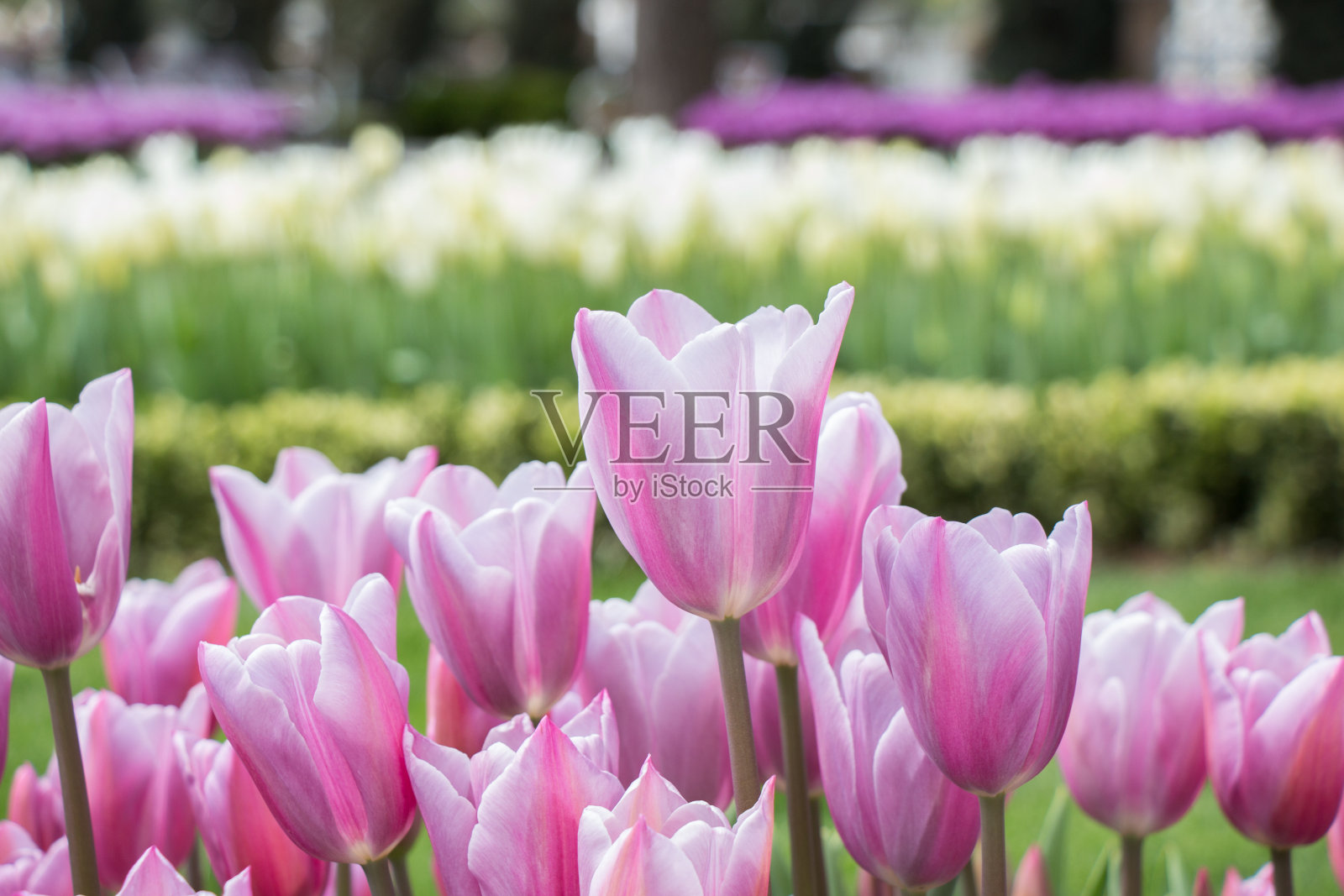 花园里五颜六色的郁金香花照片摄影图片