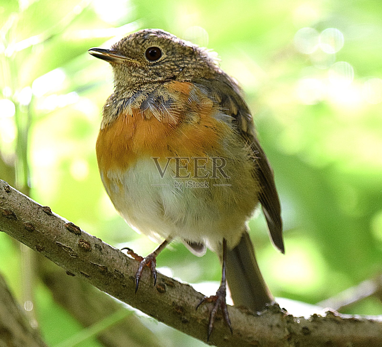 可爱的幼知更鸟鸟的特写照片摄影图片