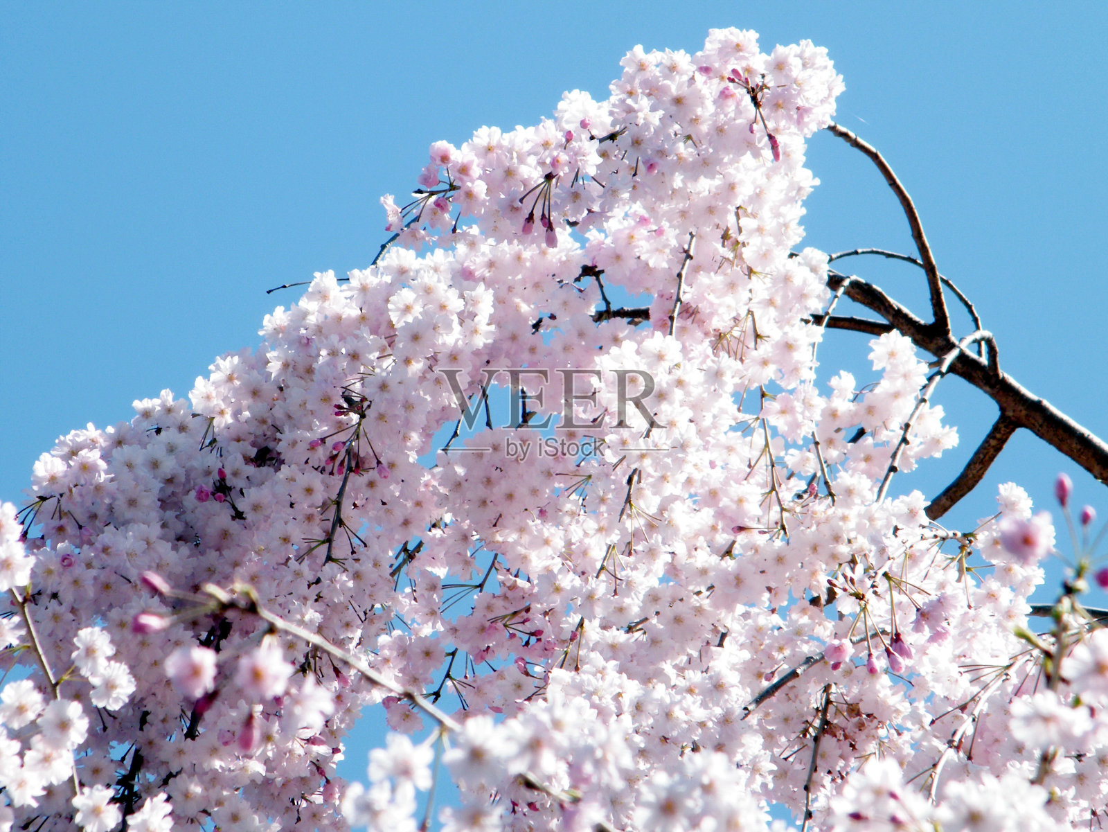 2010年，华盛顿，粉色樱花盛开照片摄影图片