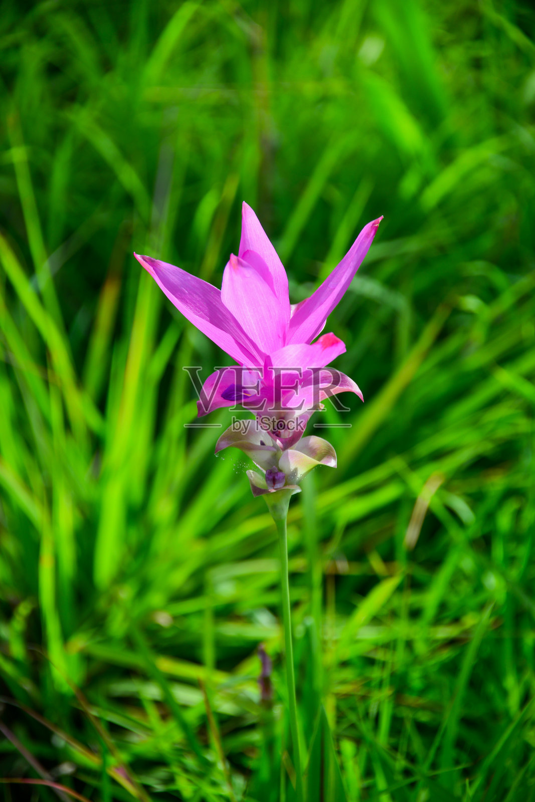 泰国的暹罗郁金香照片摄影图片